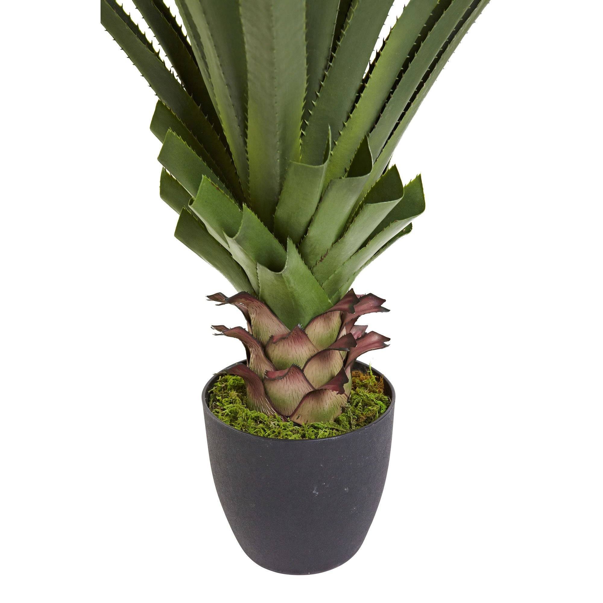 4’ Spiked Agave Plant - Image 5