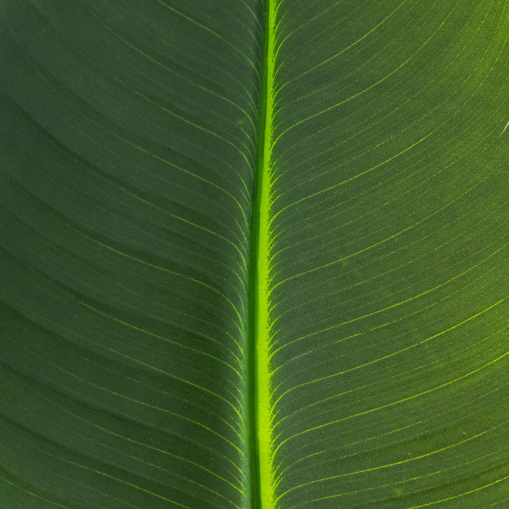 40" Artificial Travelers Palm Stems- Set of 6 - Image 4