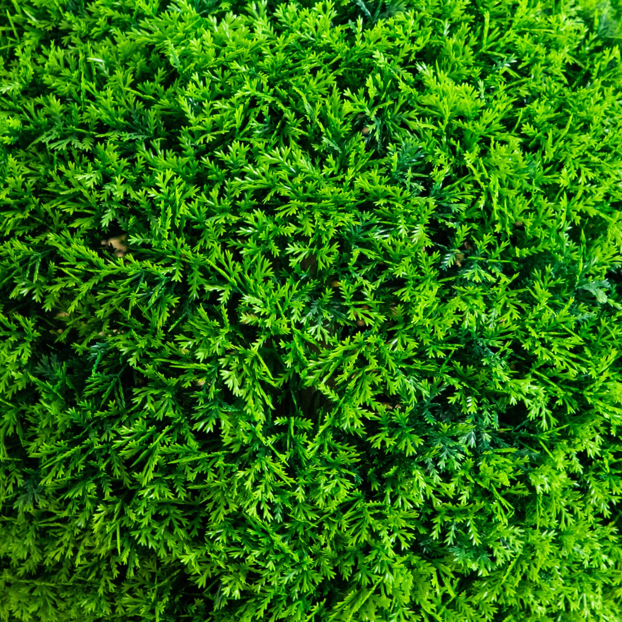 16" UV Resistant Artificial Mediterranean Cypress Topiary Plant (Indoor/Outdoor) - Image 2