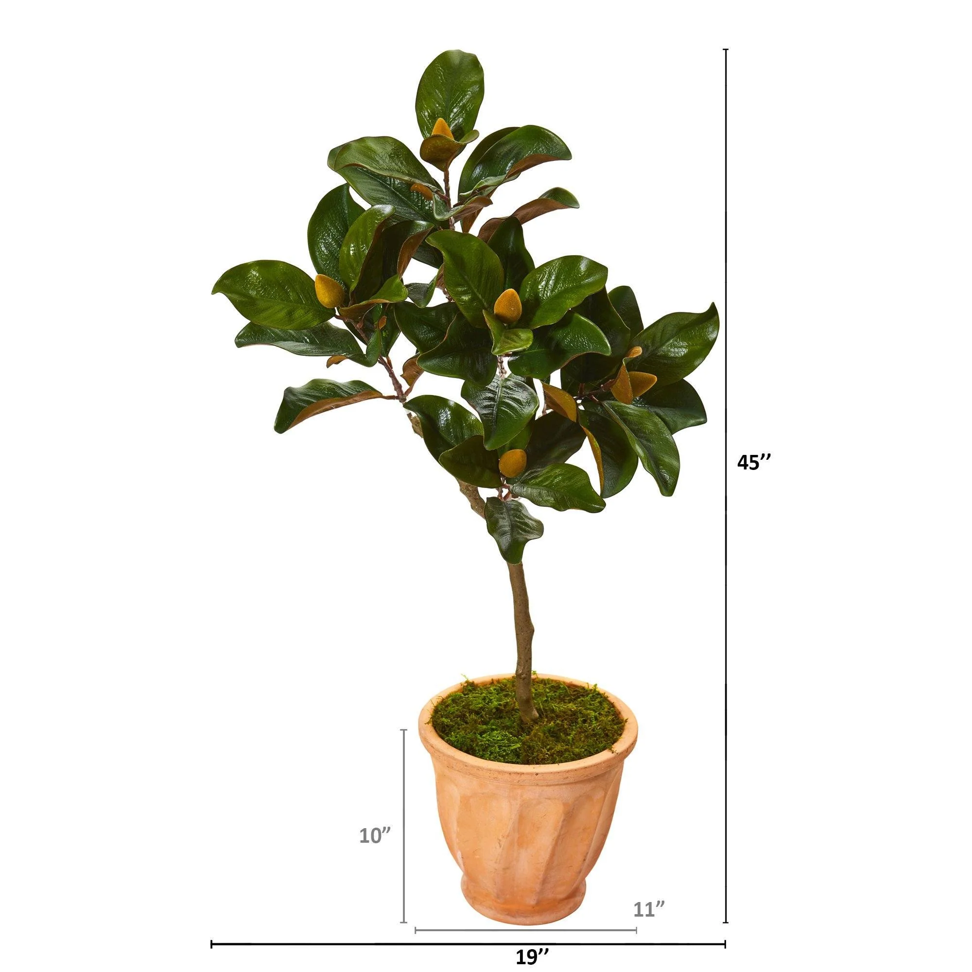 45” Magnolia Leaf Artificial Tree in Terra-cotta Planter - Image 2