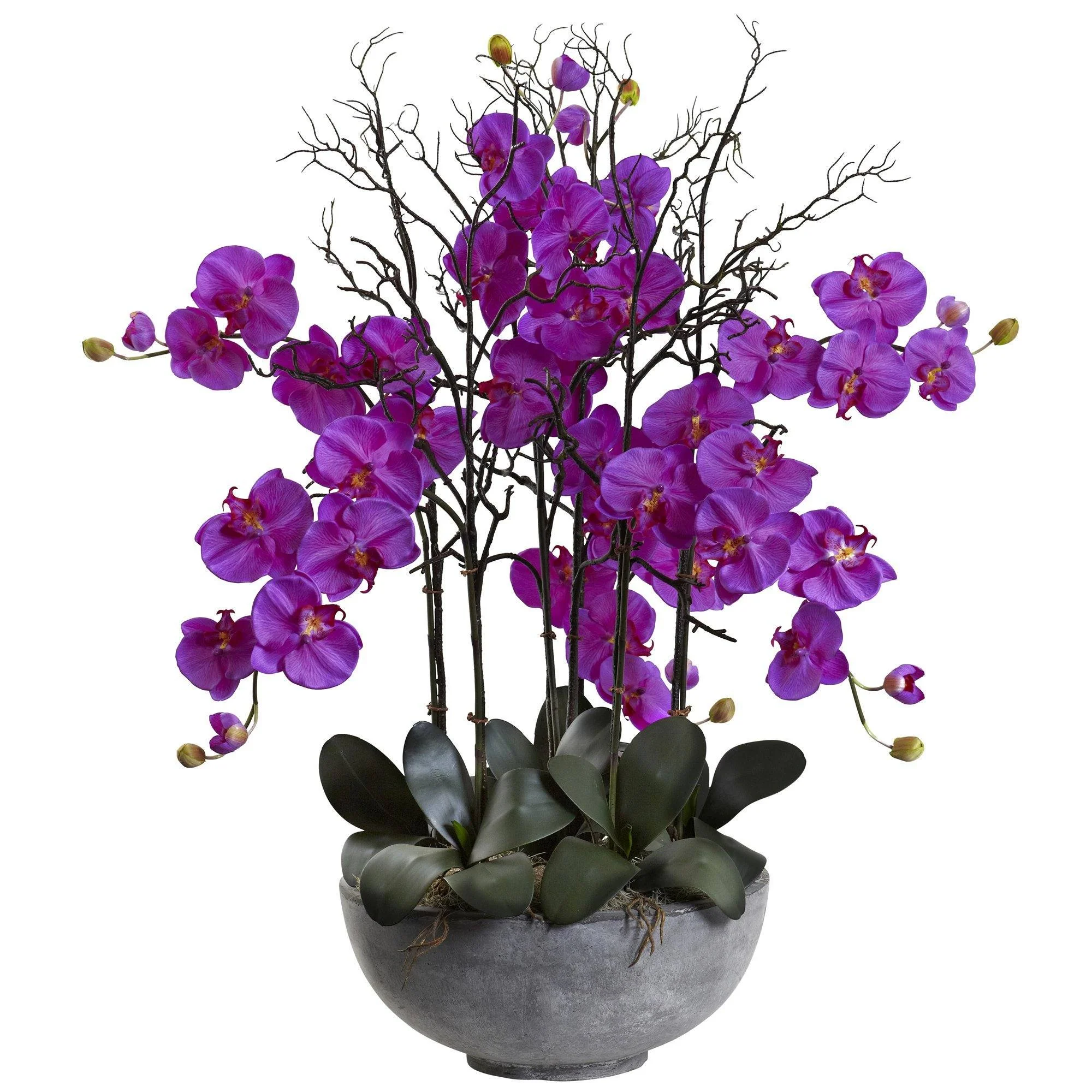 46" Giant Phalaeopsis w/Cement bowl" - Image 2