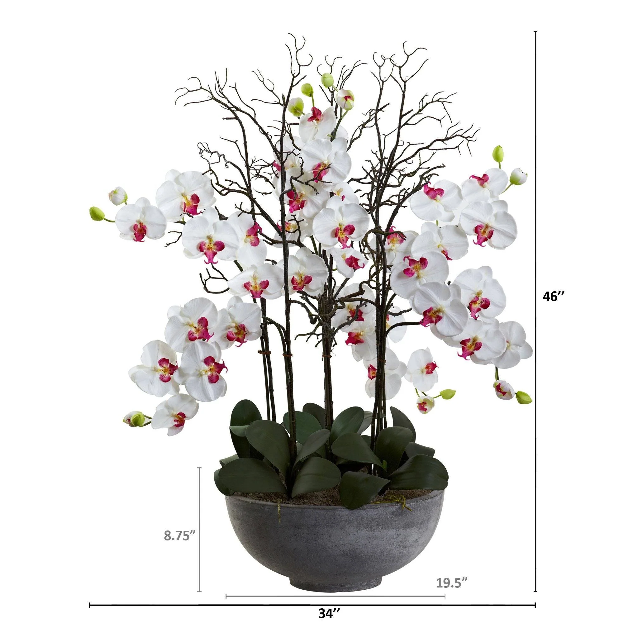 46" Giant Phalaeopsis w/Cement bowl" - Image 4
