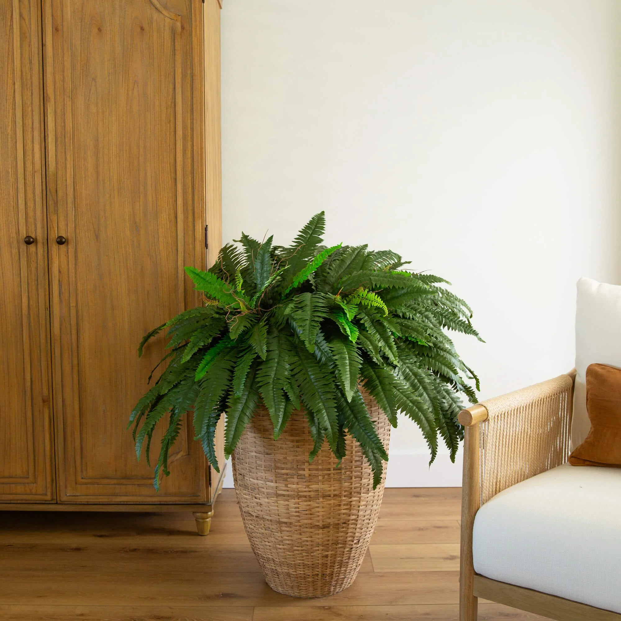 48” Boston Fern (Set of 2) - Image 3