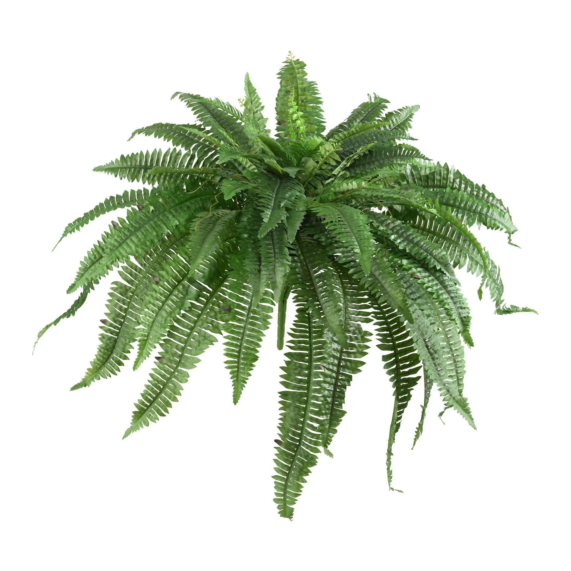 48” Boston Fern (Set of 2) - Image 6