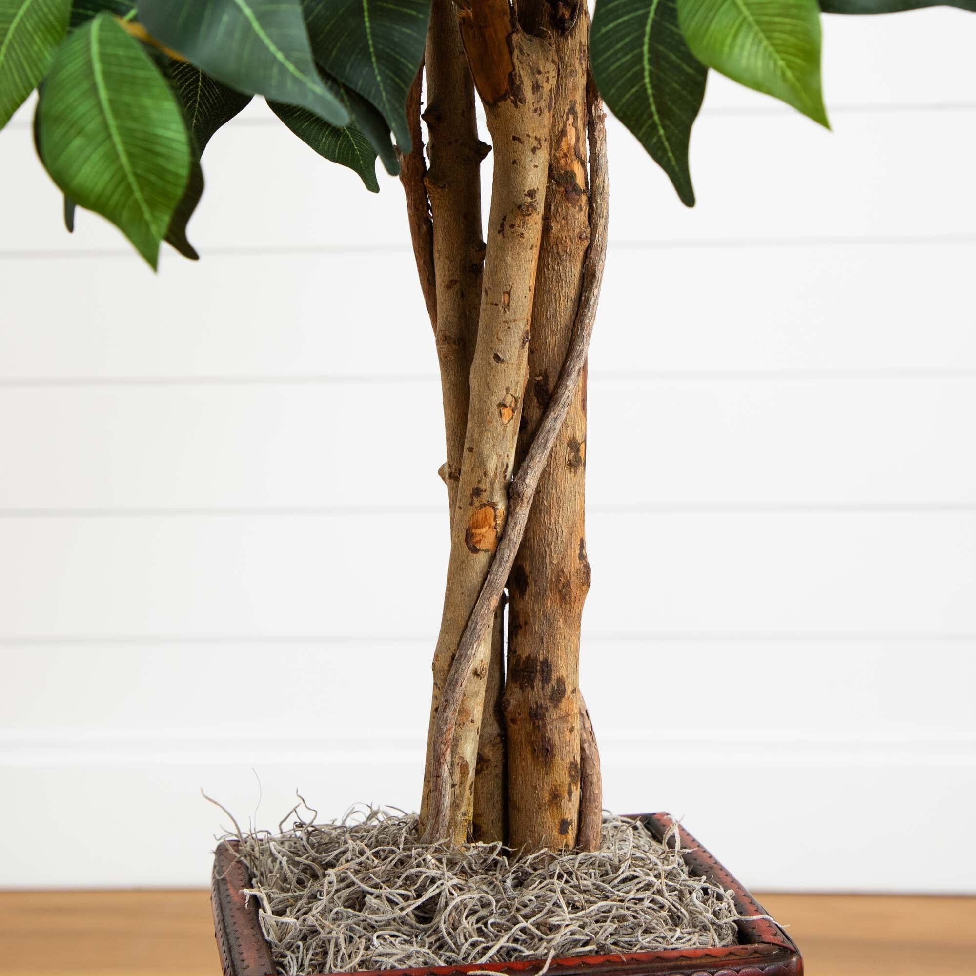 5.5’ Ficus Tree w/Bamboo Planter - Image 3