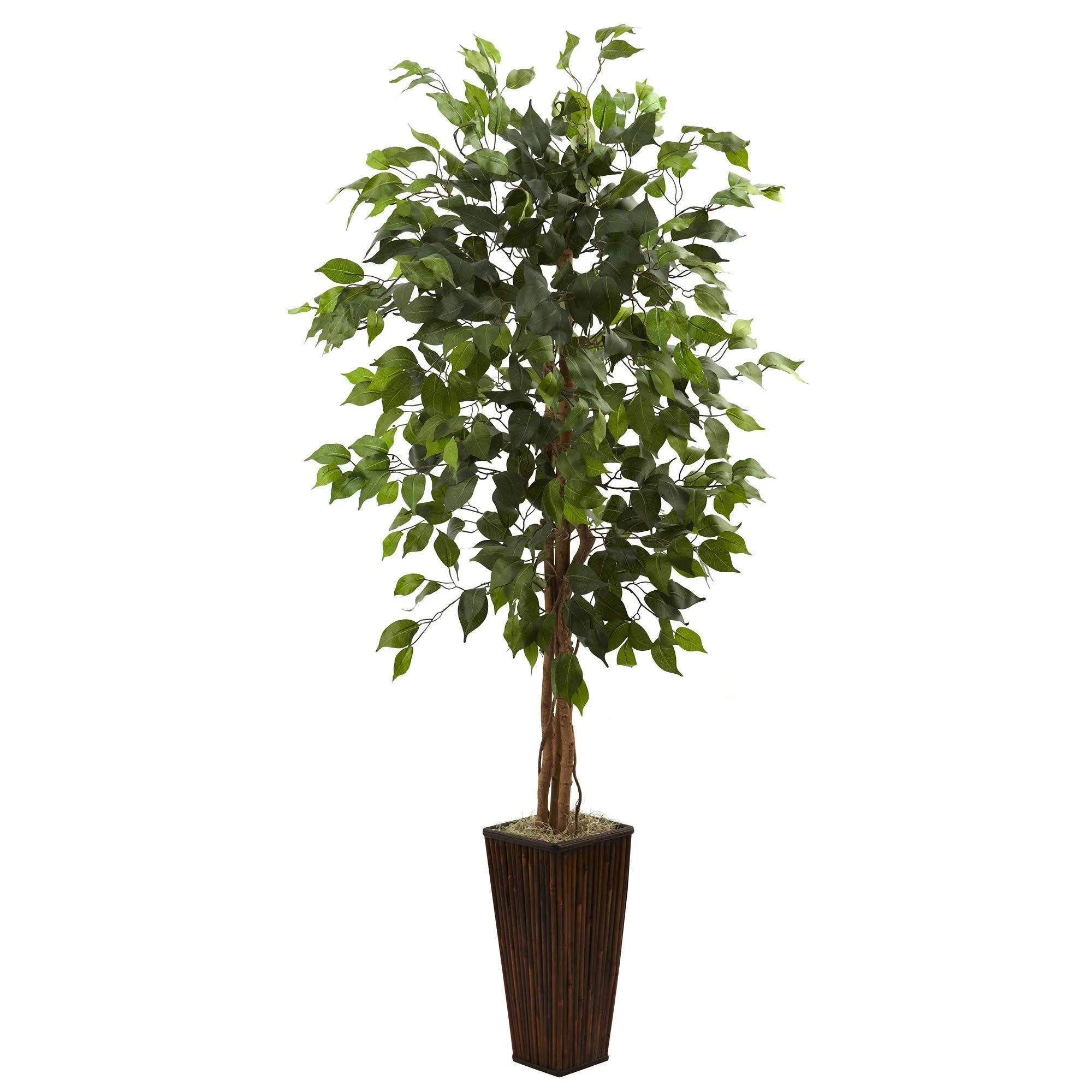 5.5’ Ficus Tree w/Bamboo Planter - Image 7