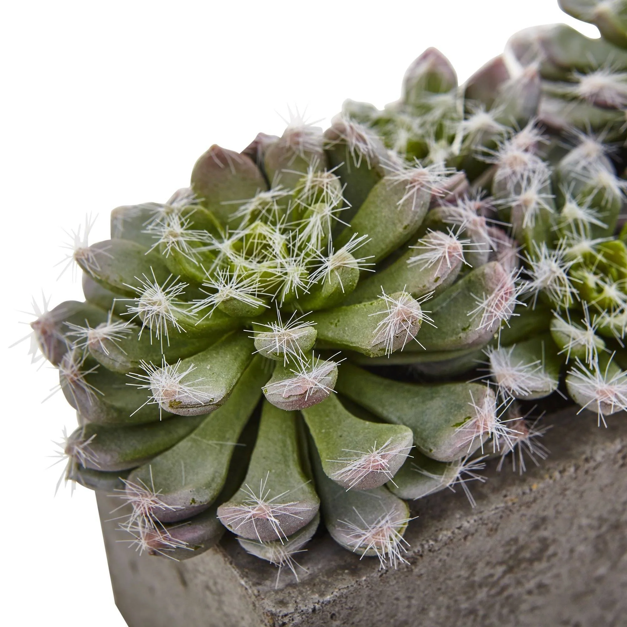 5.5” Succulent Garden w/Textured Concrete Planter - Image 3