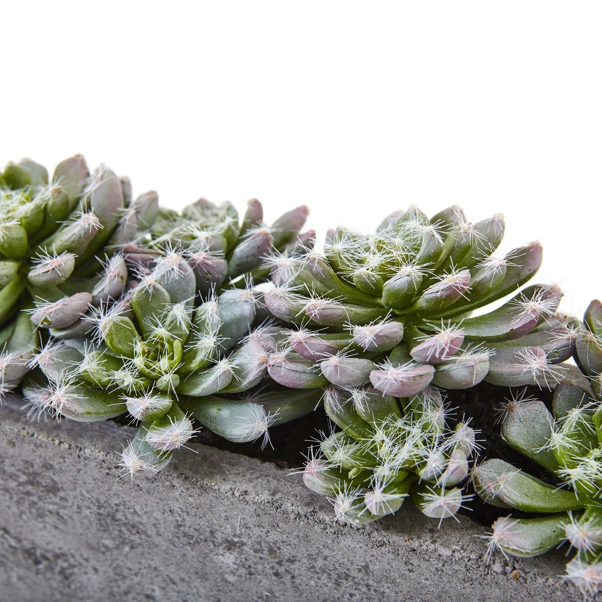5.5” Succulent Garden w/Textured Concrete Planter - Image 4