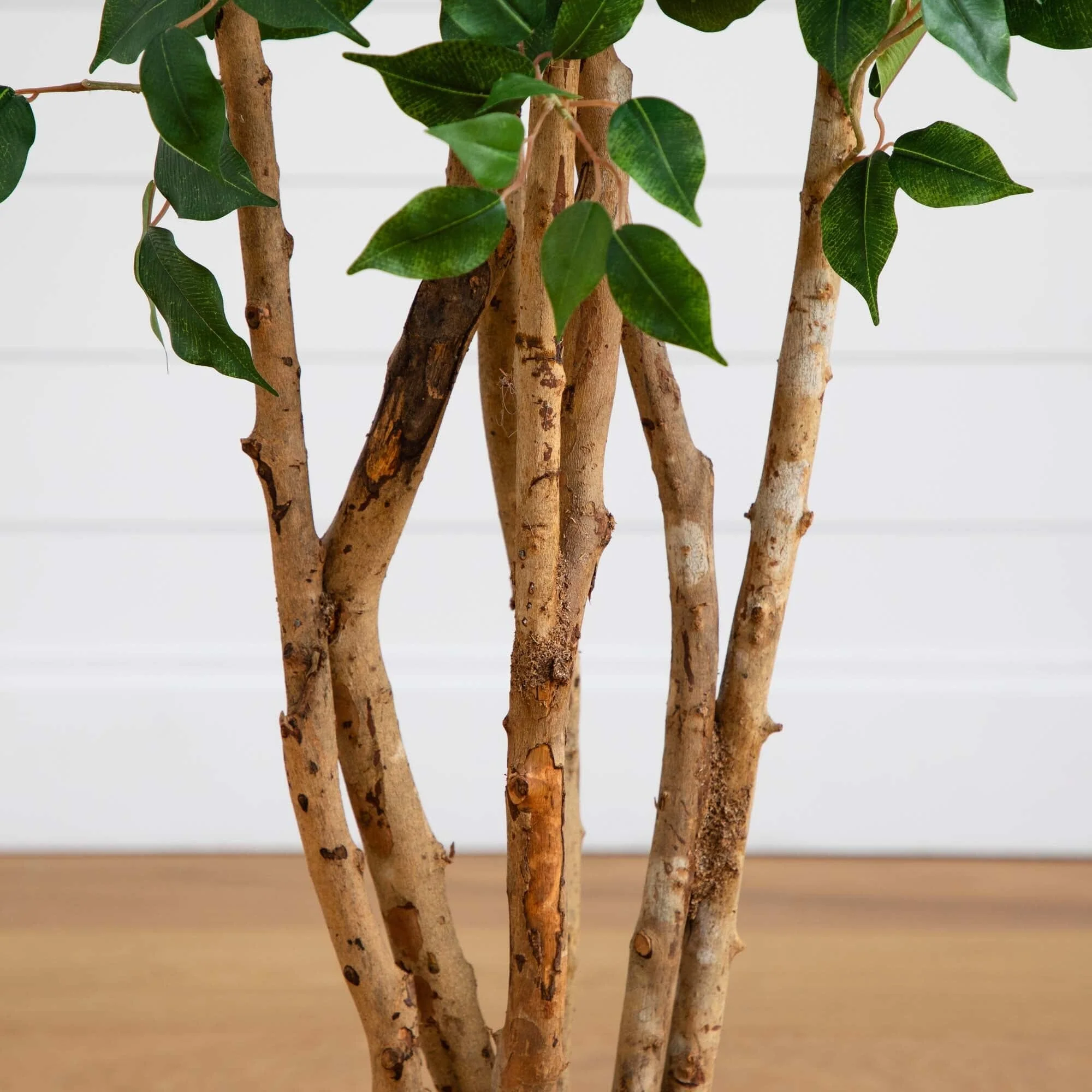 5' Ficus Bushy Silk Tree - Image 2