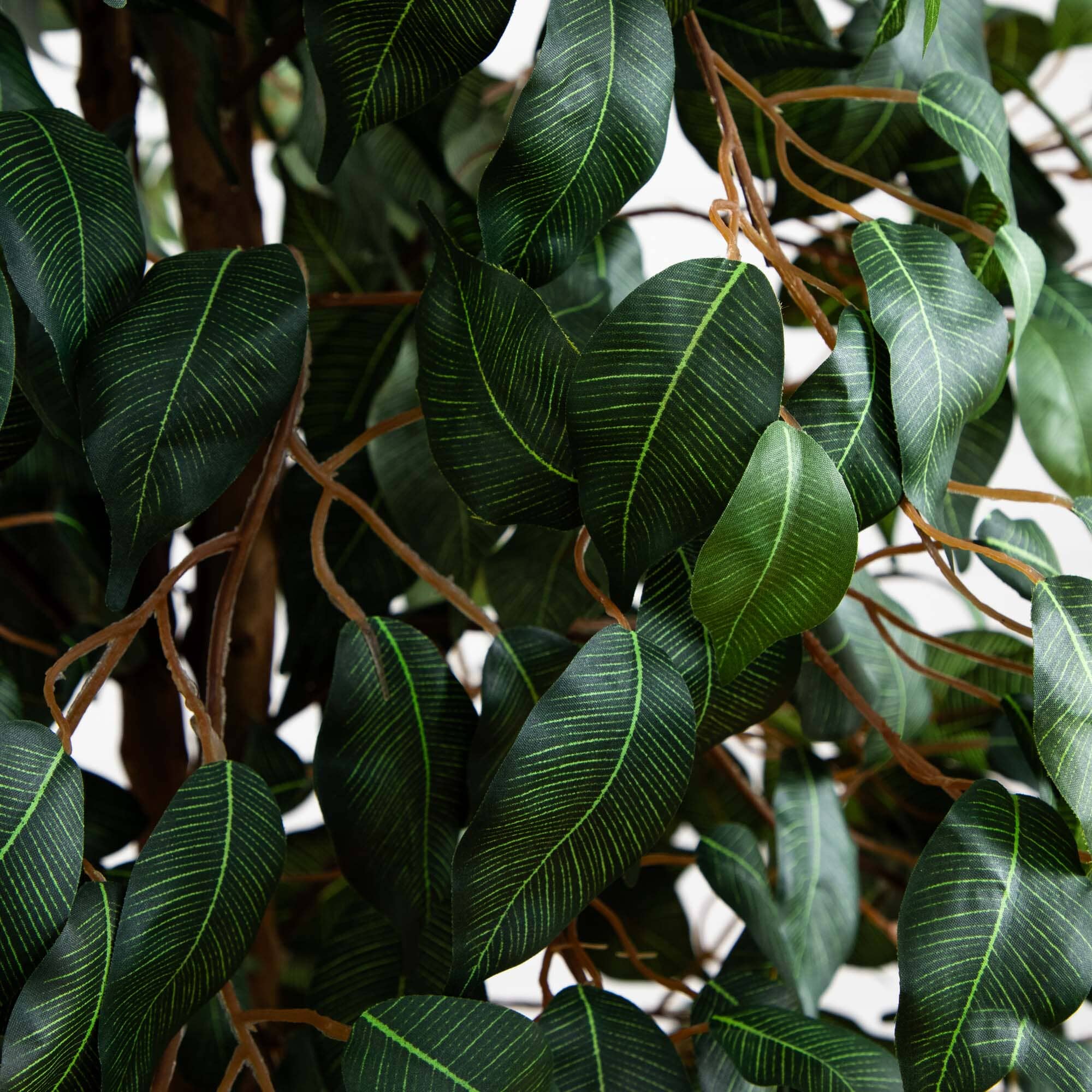 5' Ficus Silk Tree - Image 2