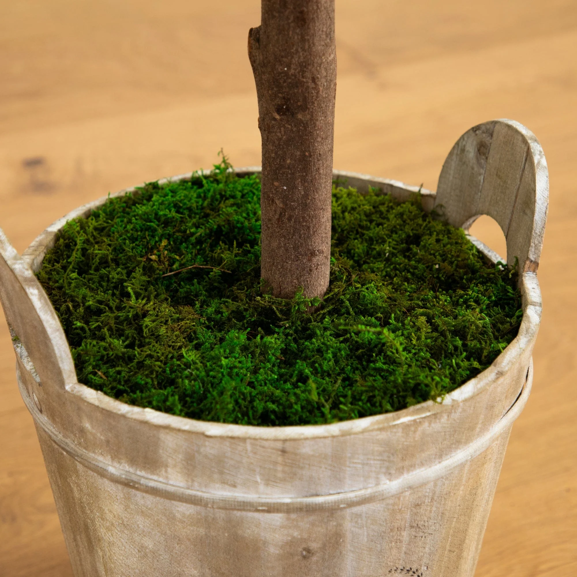 5’ Olive Tree in Farmhouse Planter - Image 4