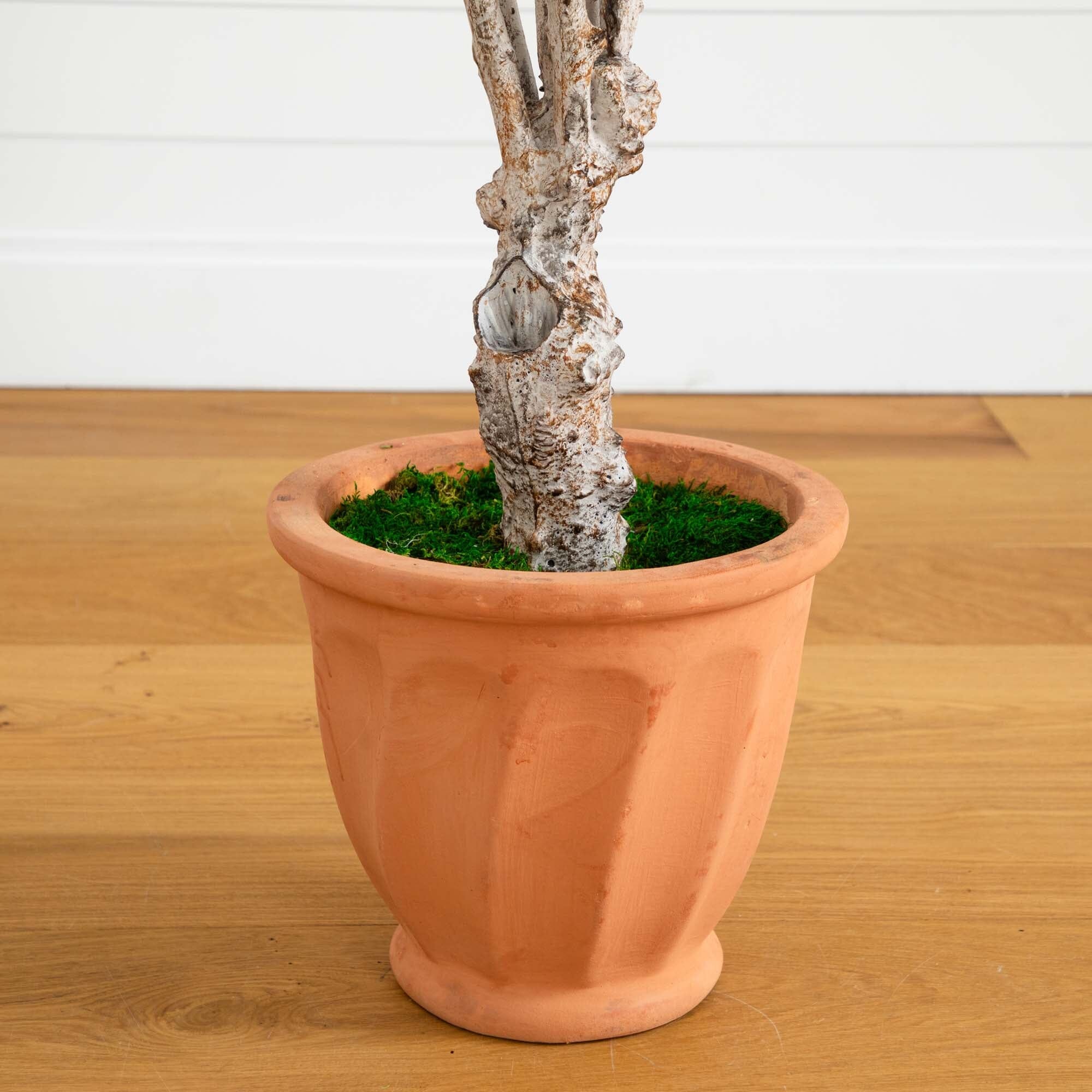 5’ Olive Tree in Terracotta Planter - Image 5