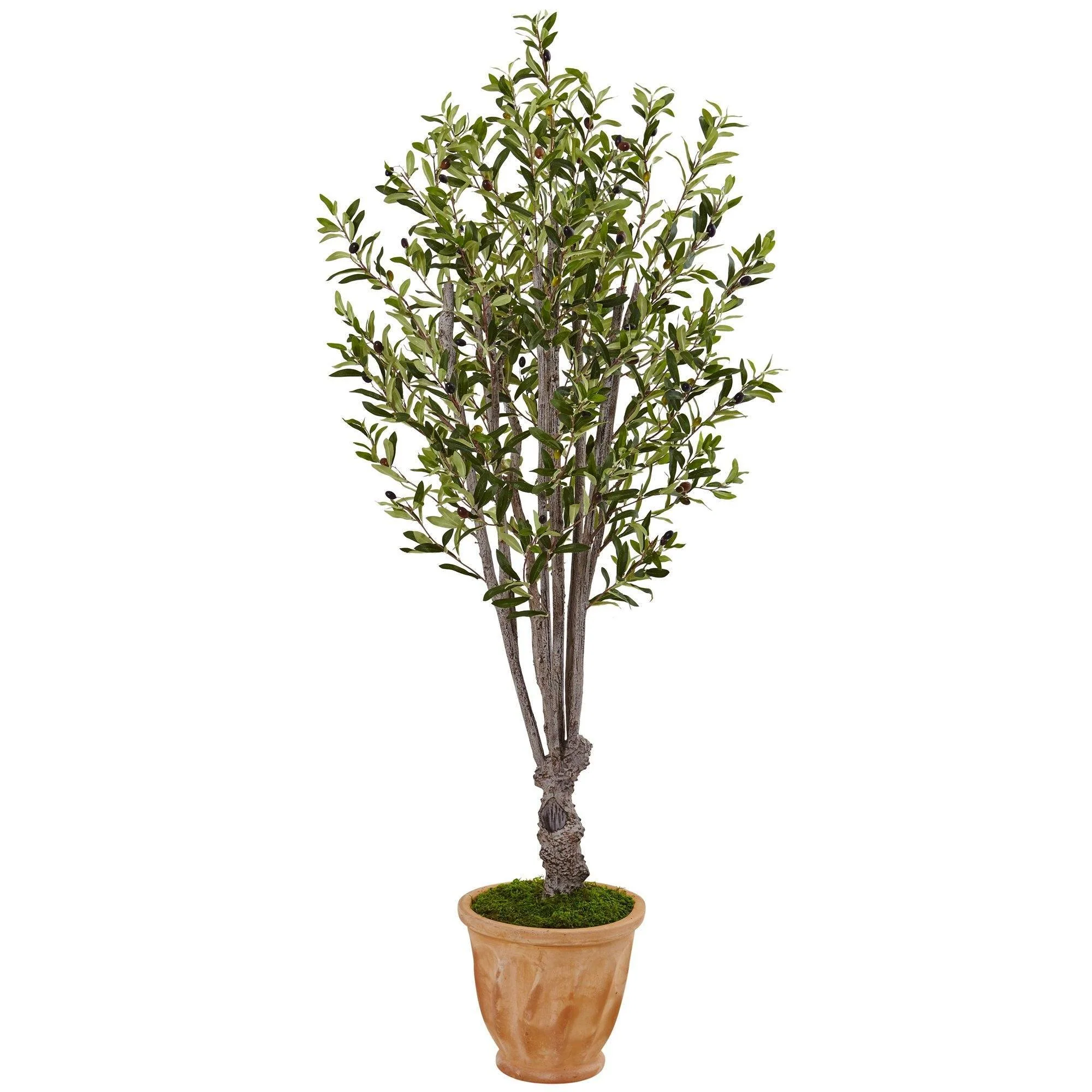 5’ Olive Tree in Terracotta Planter - Image 6