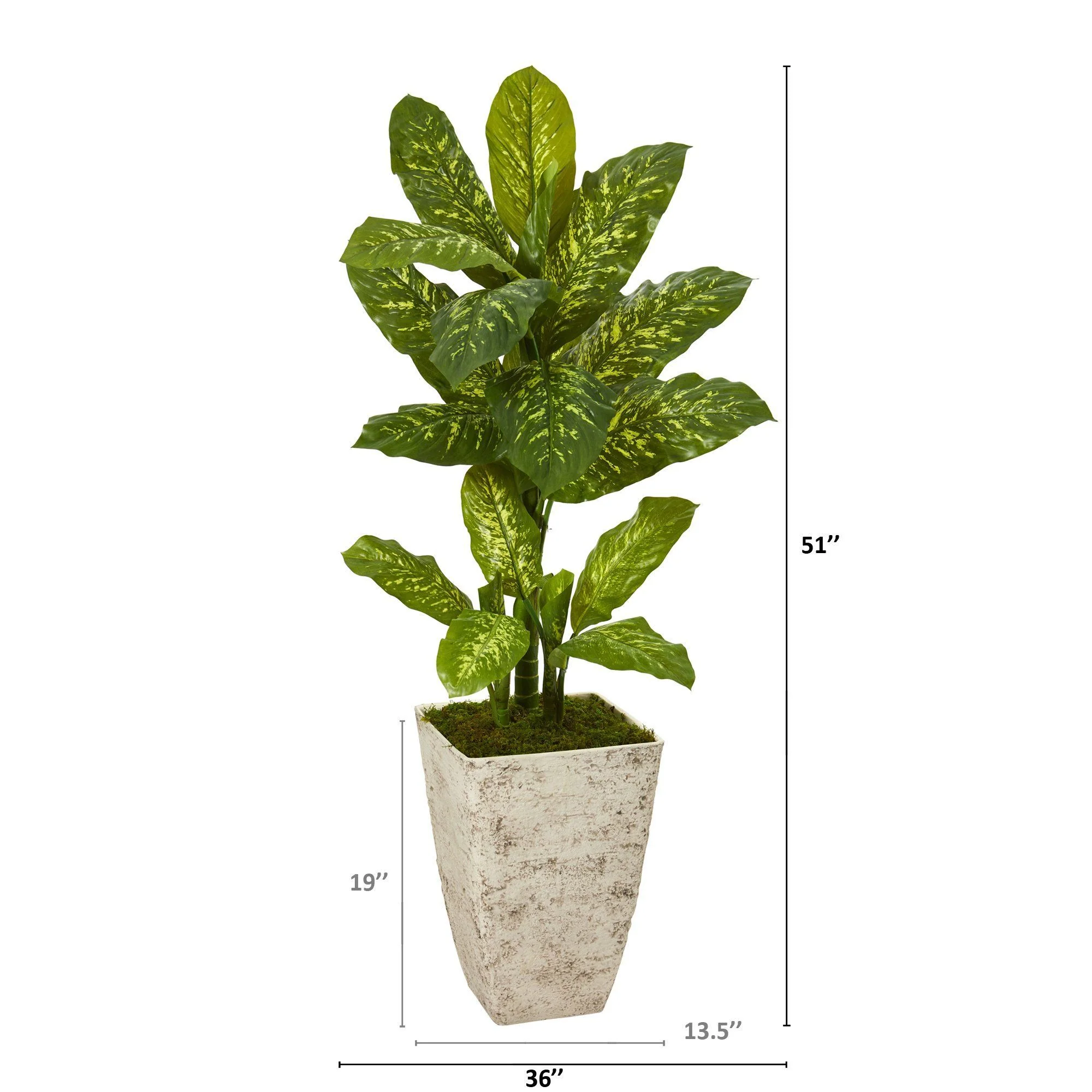 51” Dieffenbachia Artificial Plant in Stone Washed Planter (Real Touch) - Image 2