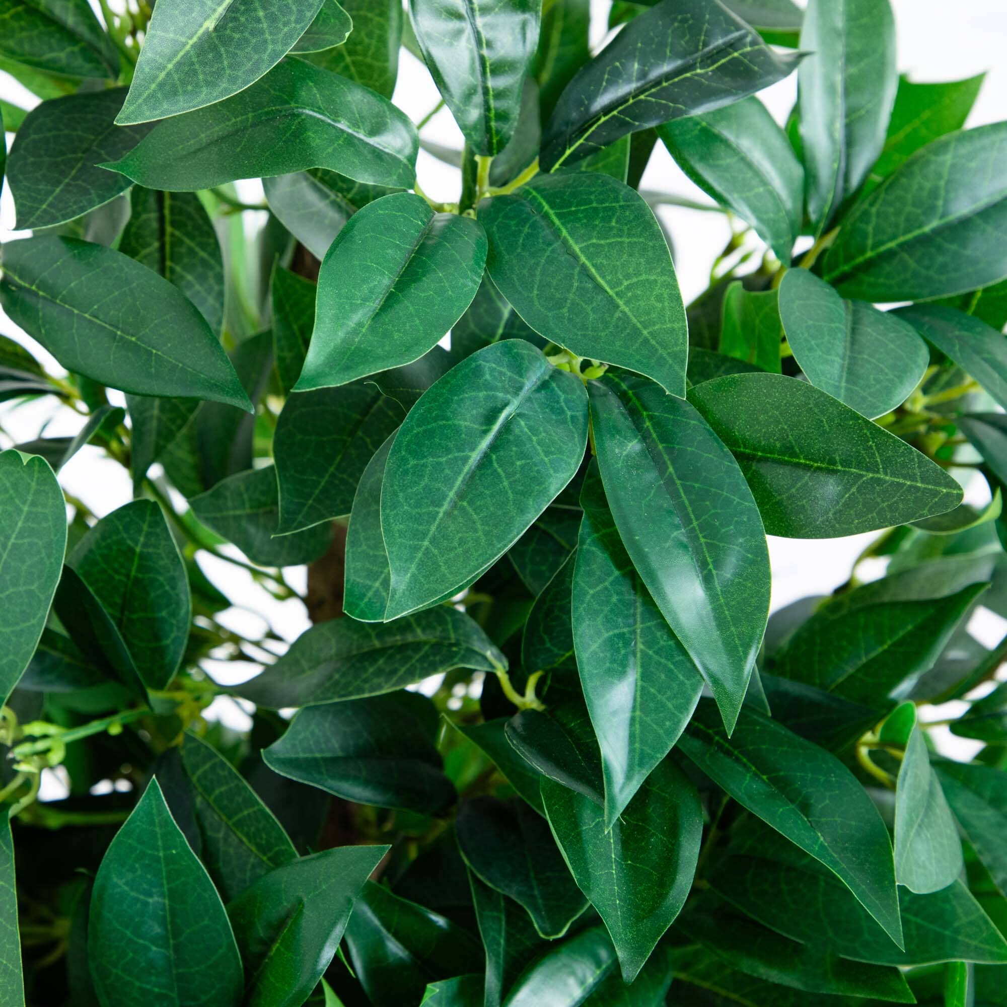 57” Bay Leaf Cone Topiary Tree in Slate Planter (Indoor/Outdoor) - Image 2