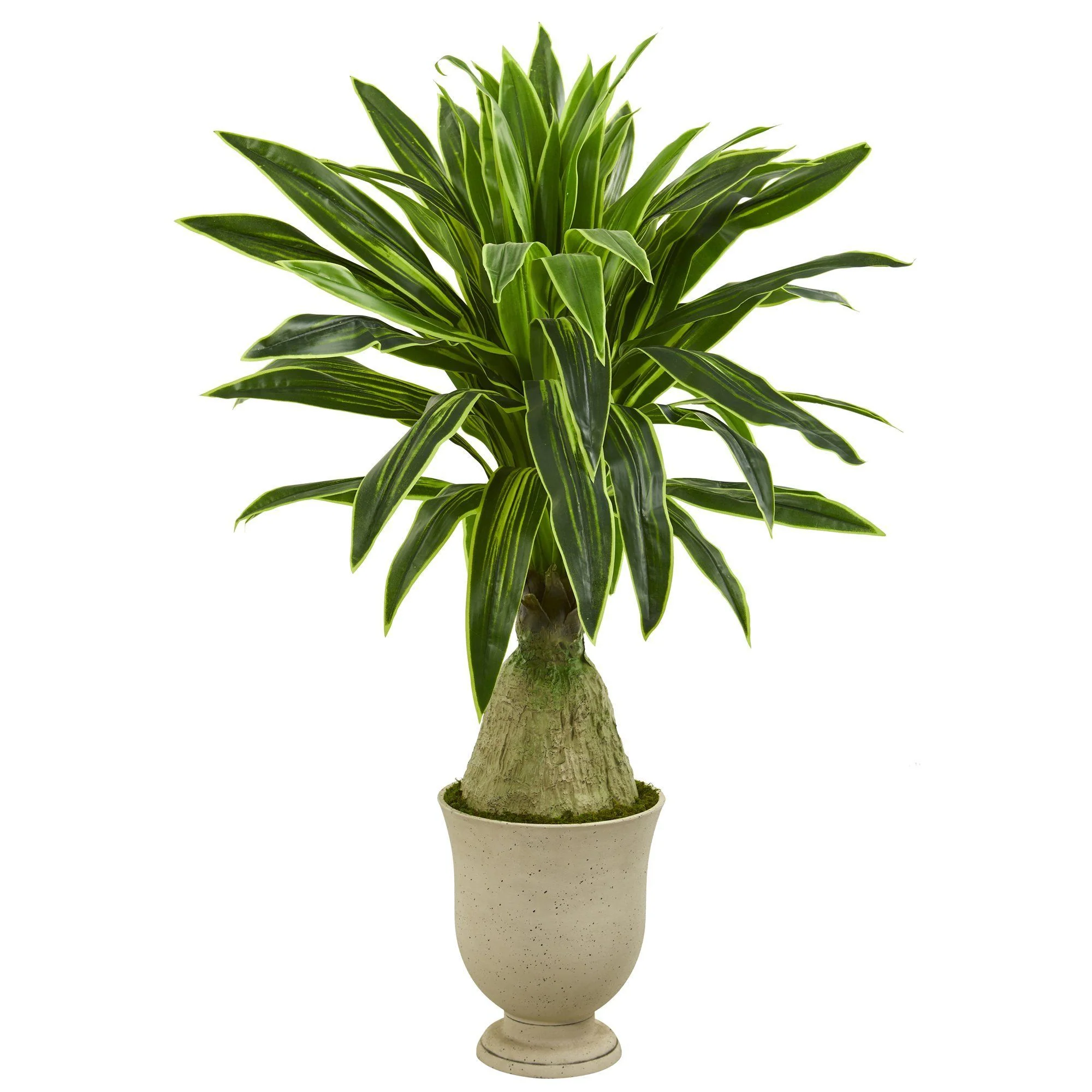 59” Dracaena Artificial Plant in Decorative Urn
