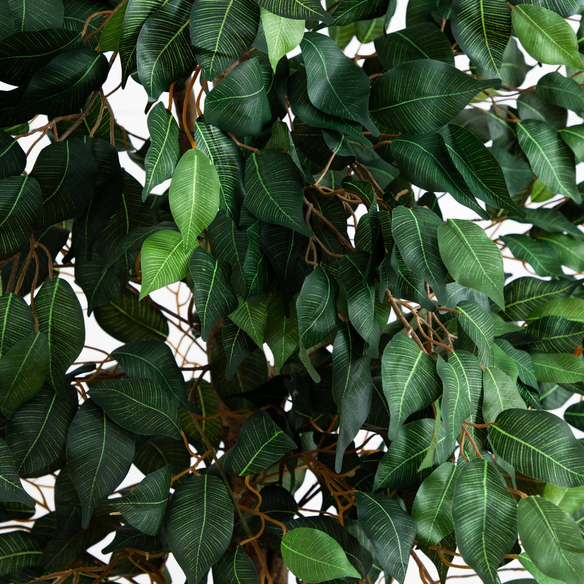 6.5’ Ficus w/Decorative Planter - Image 2