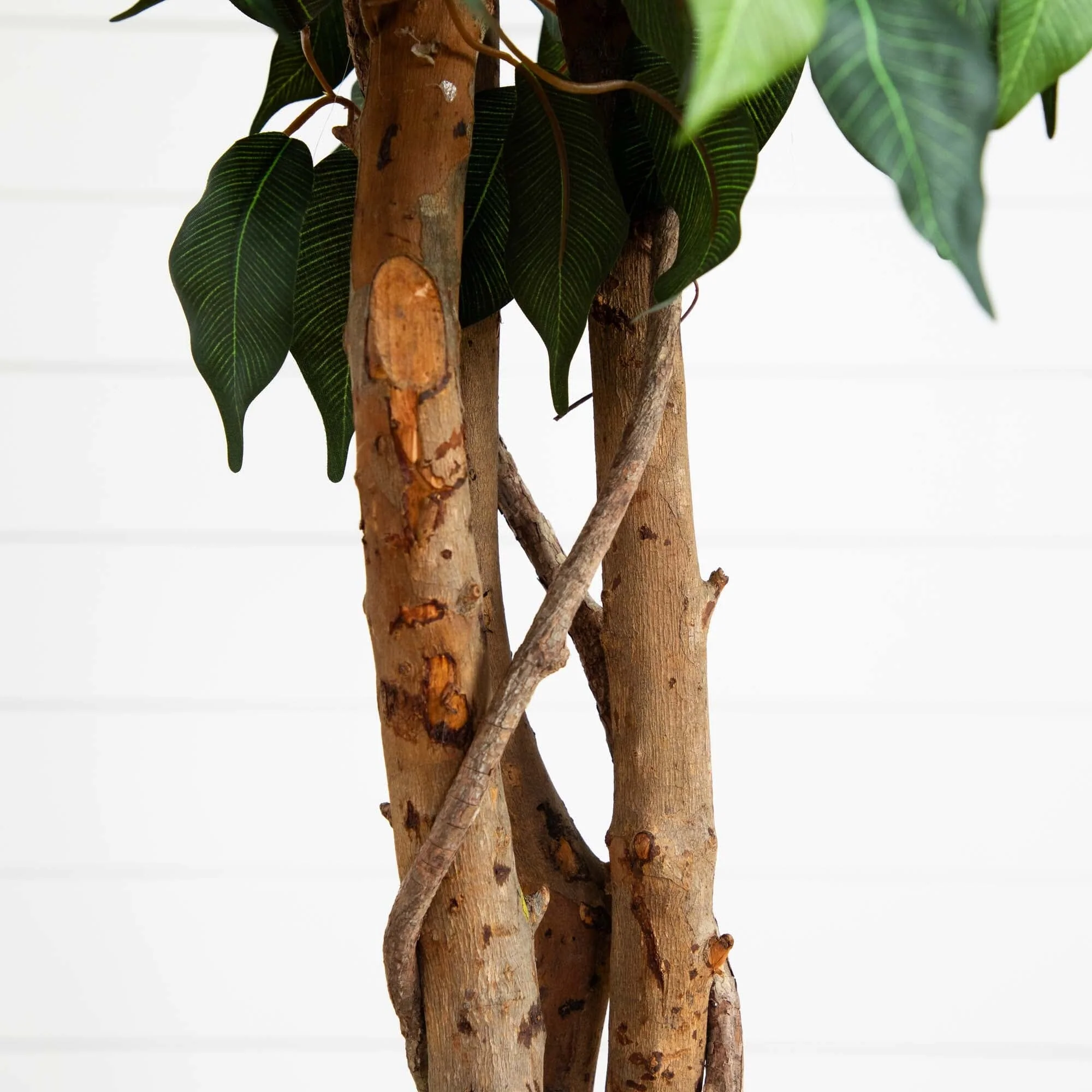 6.5’ Ficus w/Decorative Planter - Image 3