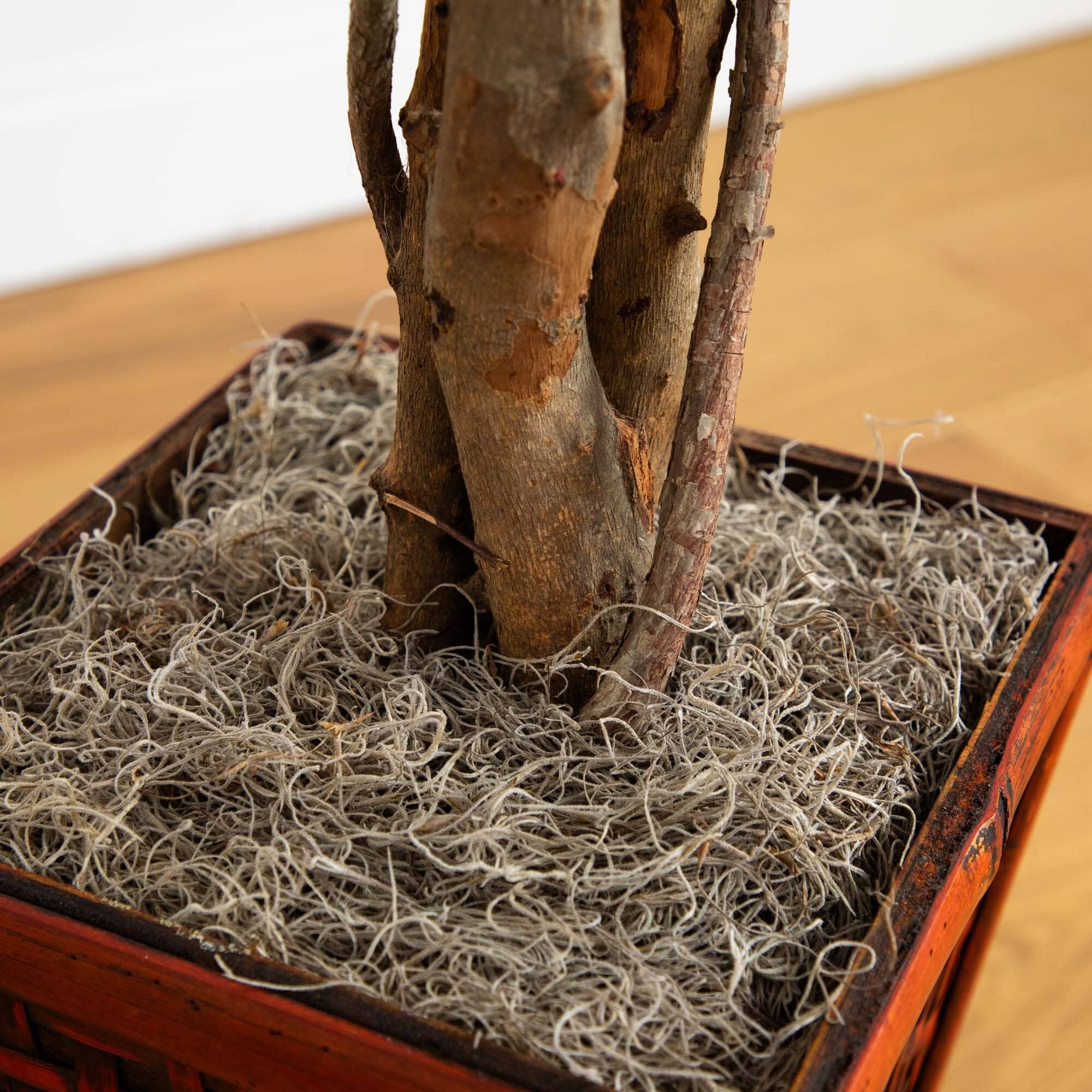 6.5’ Ficus w/Decorative Planter - Image 5