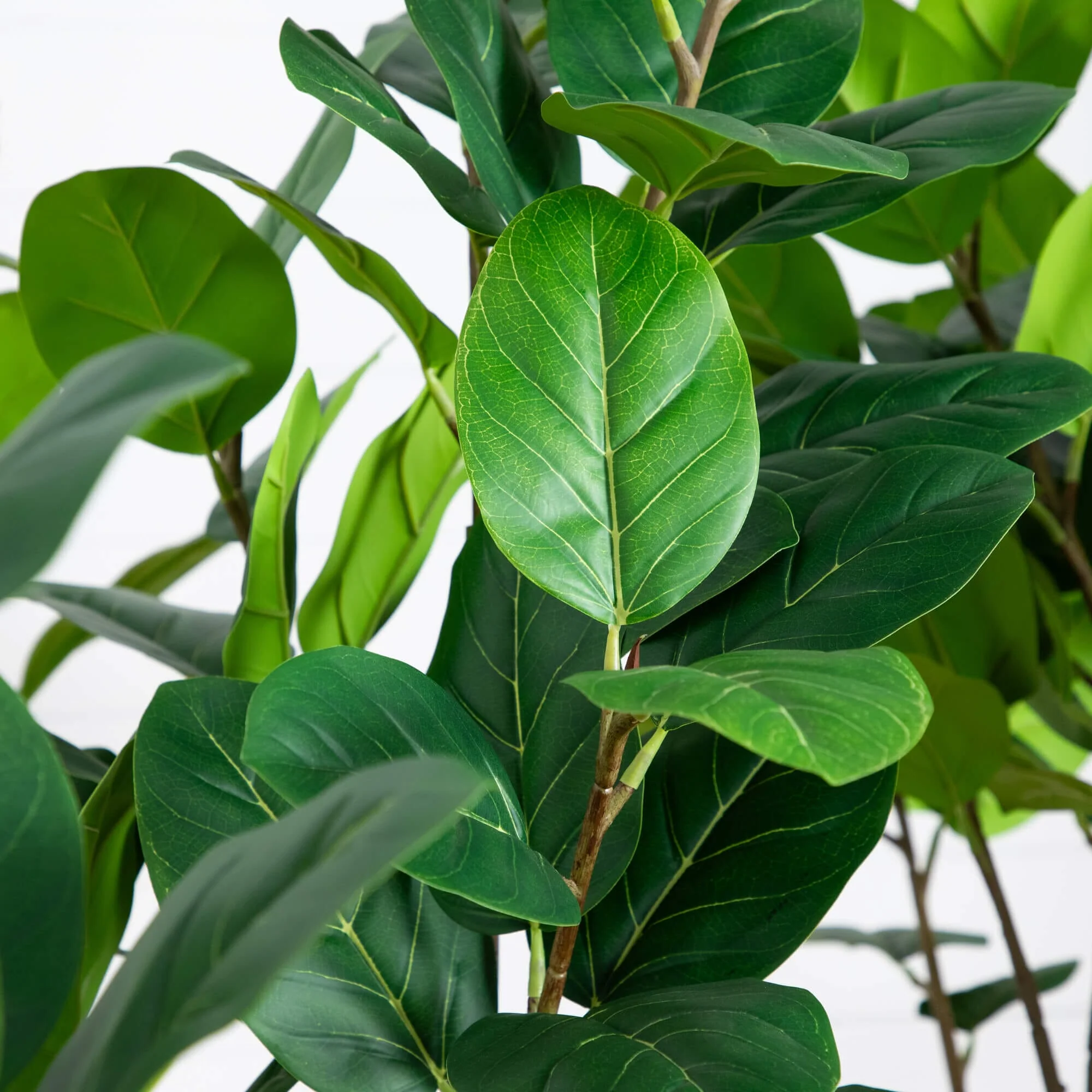 6’ Artificial Grand Audrey Ficus Leaf Tree in White Decorative Planter - Image 2
