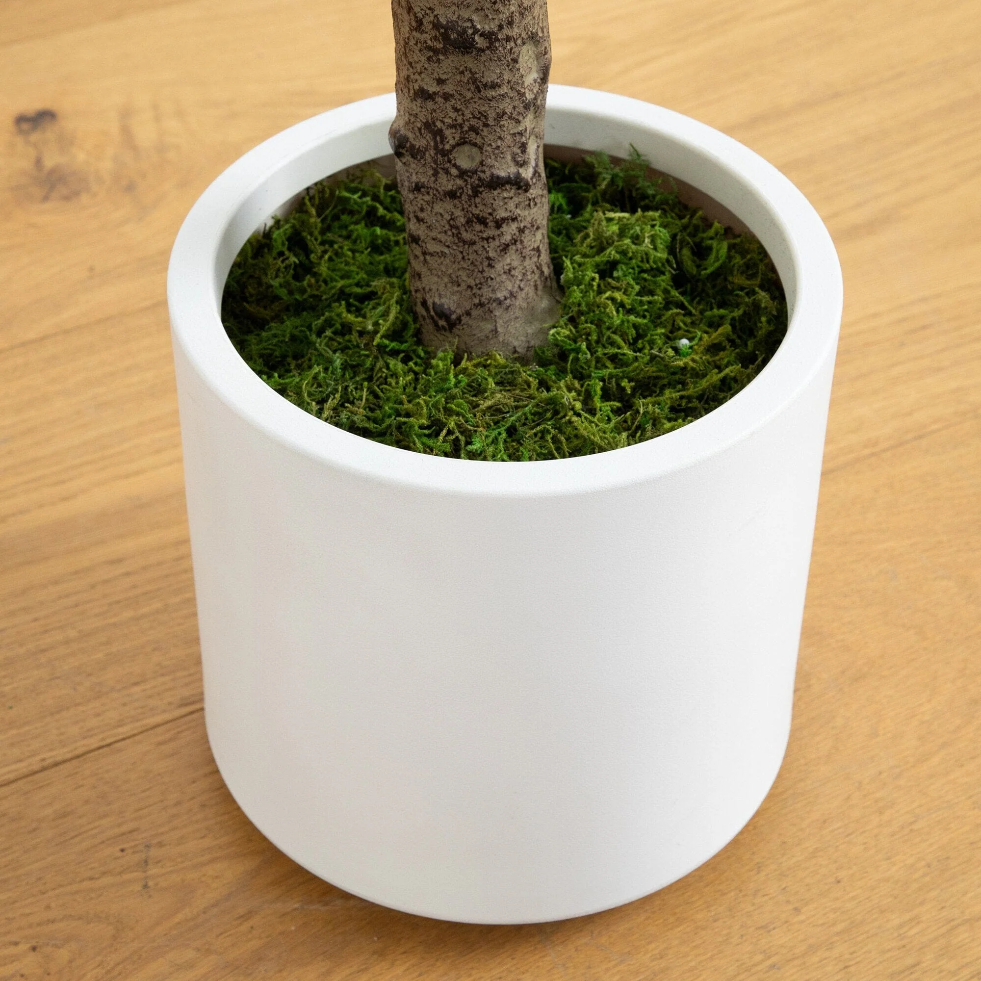 6’ Artificial Jacaranda Tree in White Decorative Planter - Image 4
