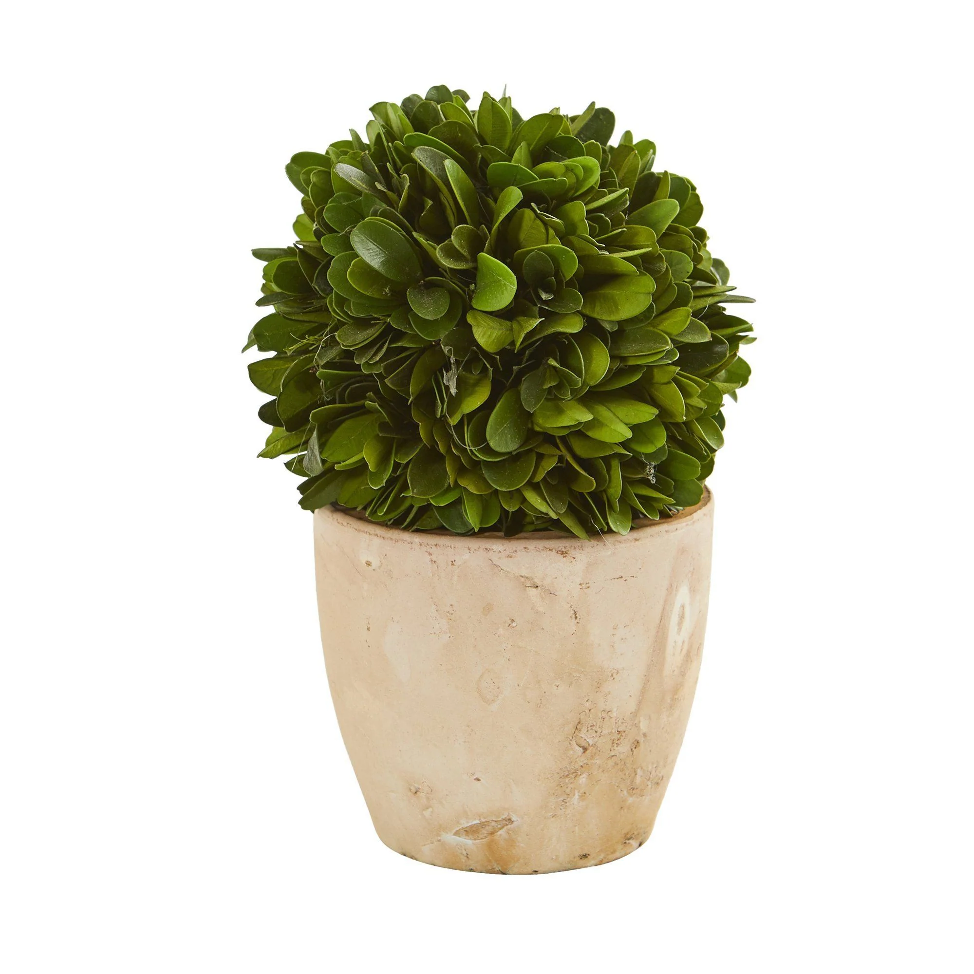 6” Boxwood Ball Preserved Plant in Planter (Set of 2) - Image 3