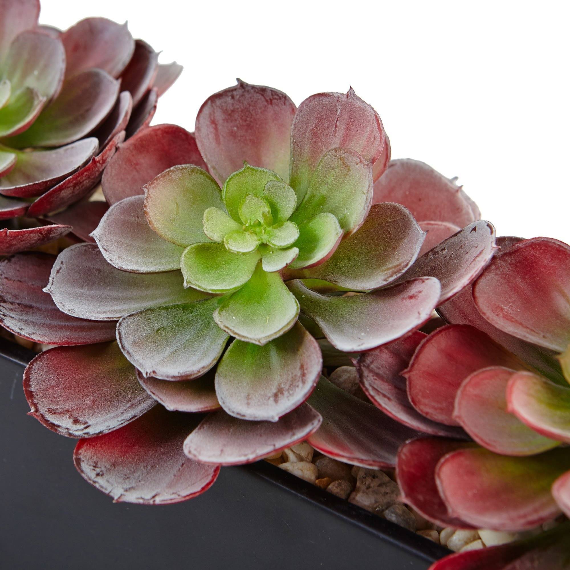 Echeveria Succulent in Rectangular Planter - Image 2