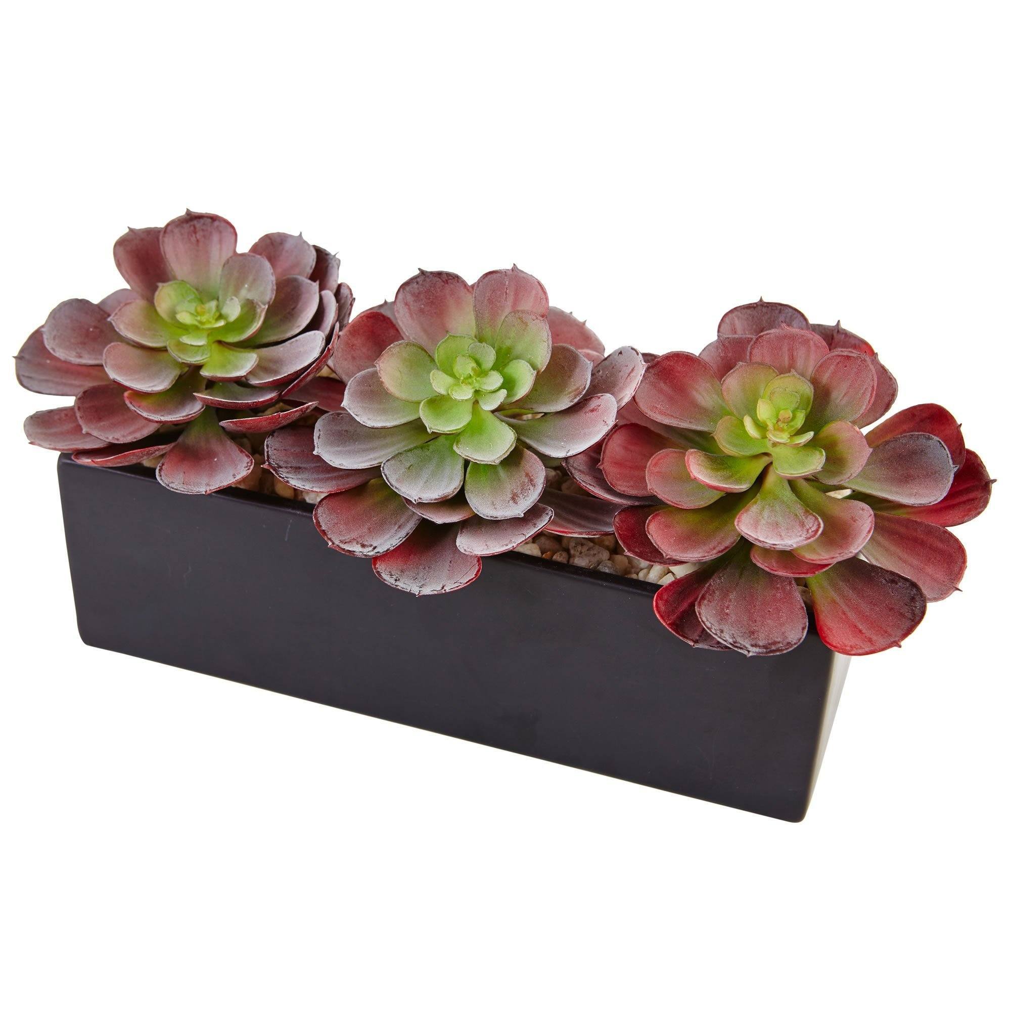 Echeveria Succulent in Rectangular Planter - Image 3