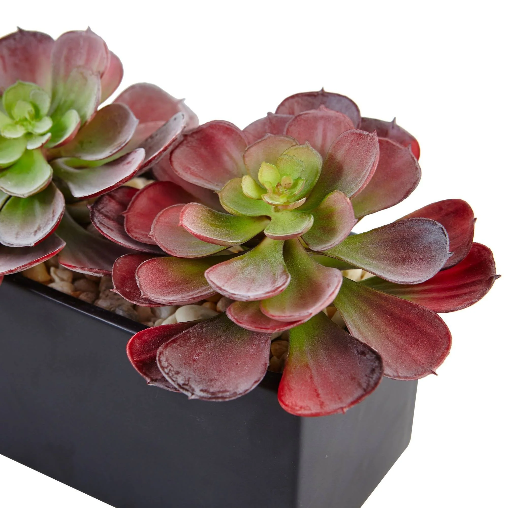 Echeveria Succulent in Rectangular Planter - Image 4