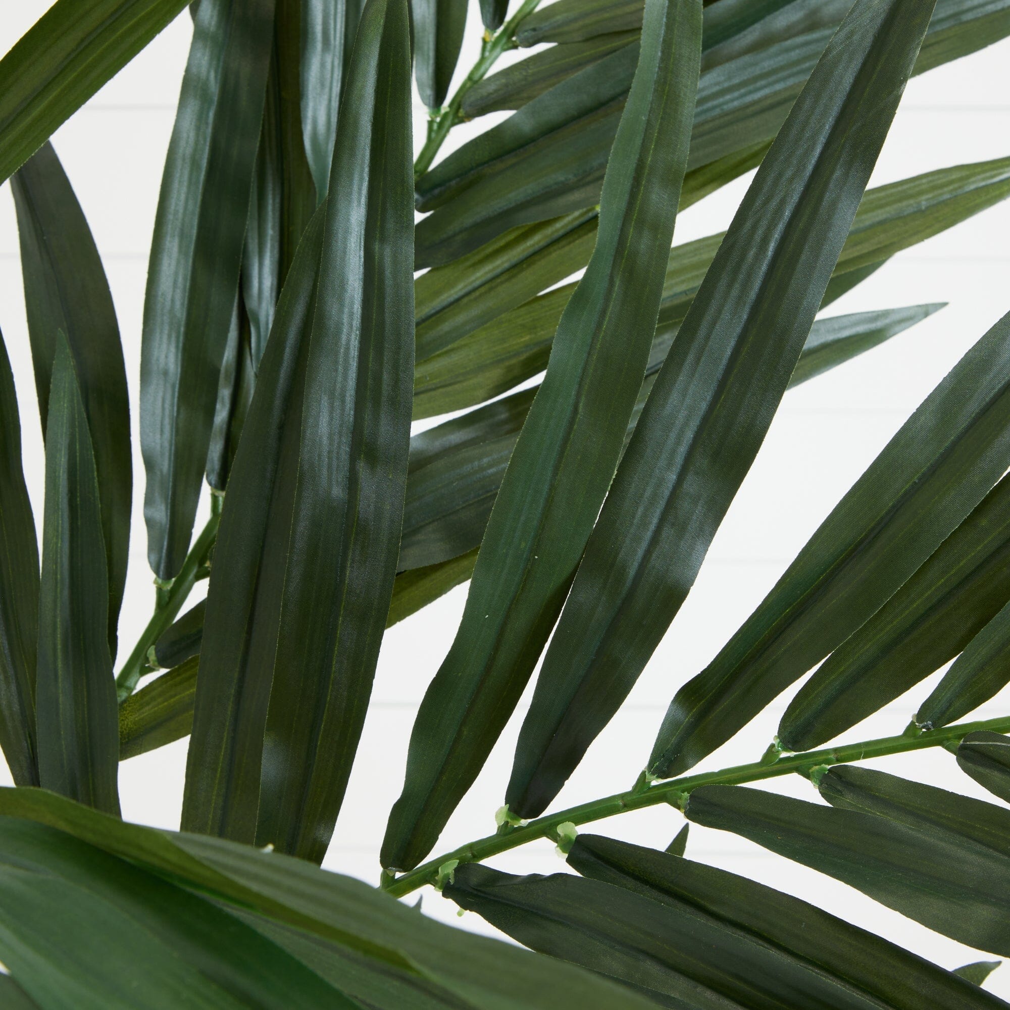 6' Kentia Silk Tree - Image 2