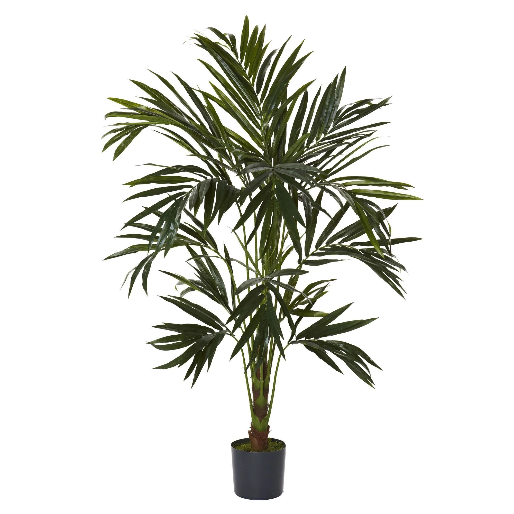 6' Kentia Silk Tree - Image 3