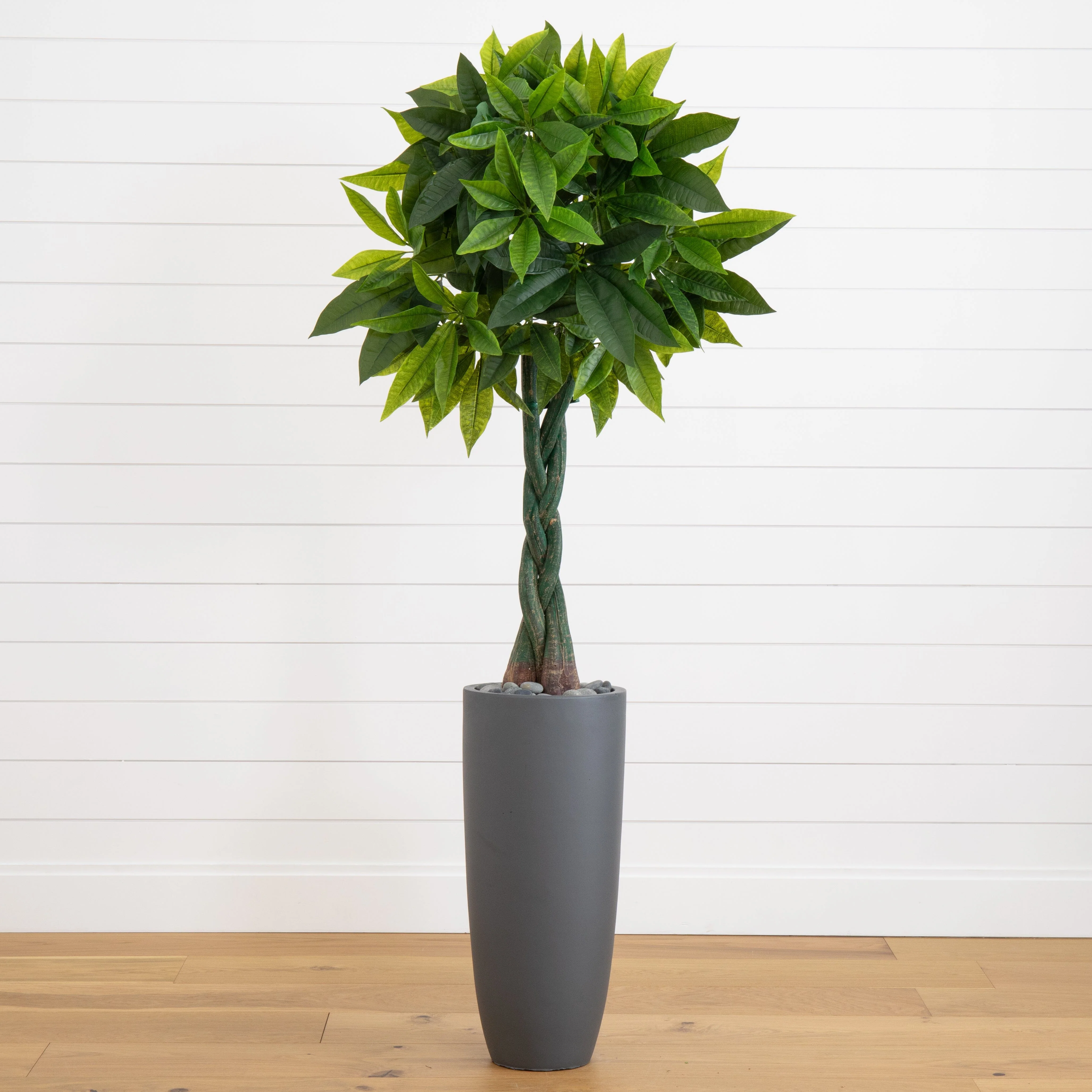 5.5’ Money Artificial Tree in Gray Cylinder Planter (Real Touch) - Image 2