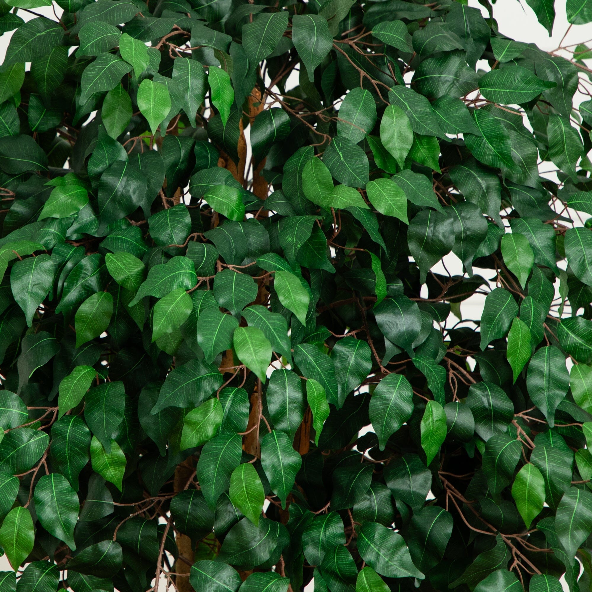 6'  Palace Style Ficus Silk Tree - Image 2