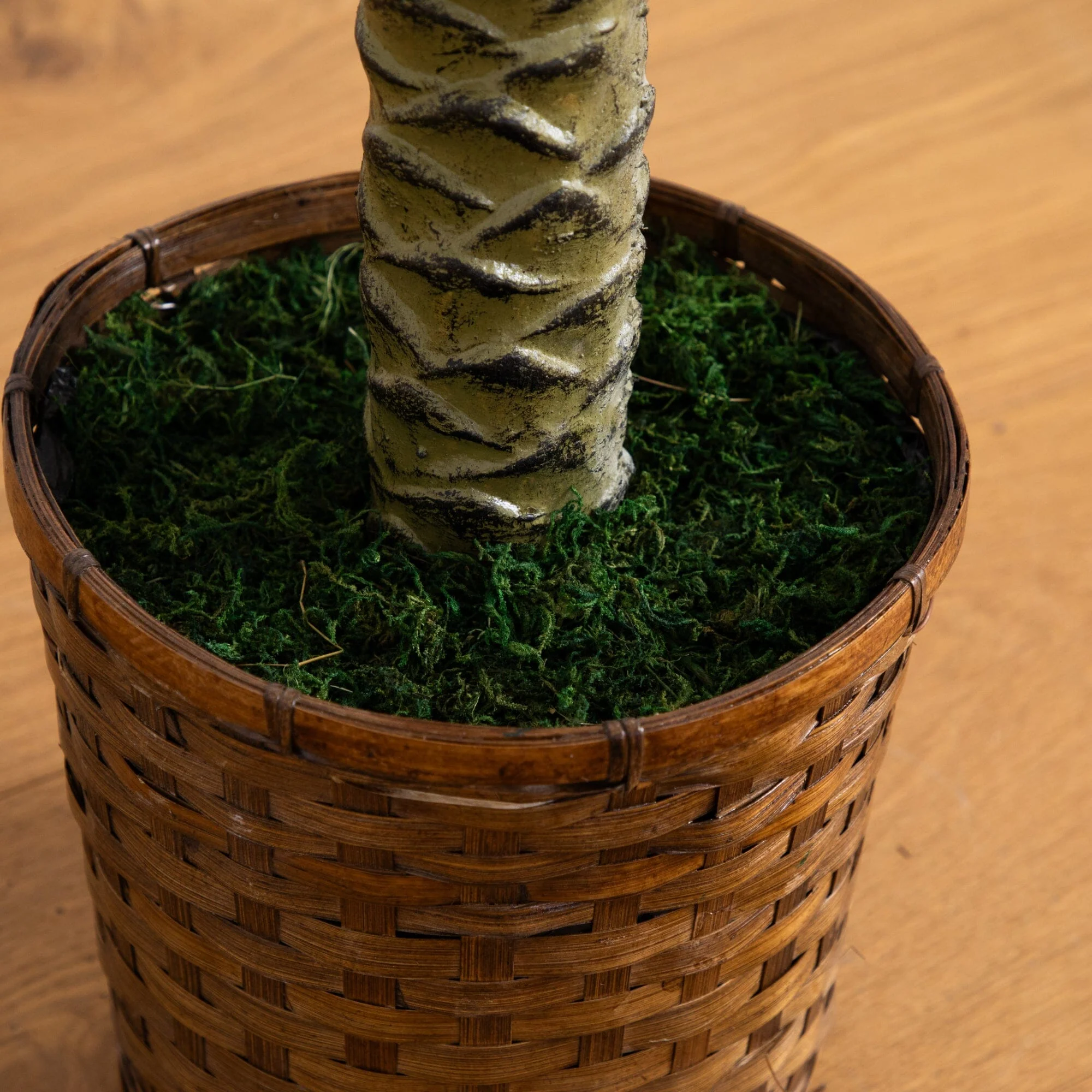 6' Sago Palm Silk Tree - Image 6