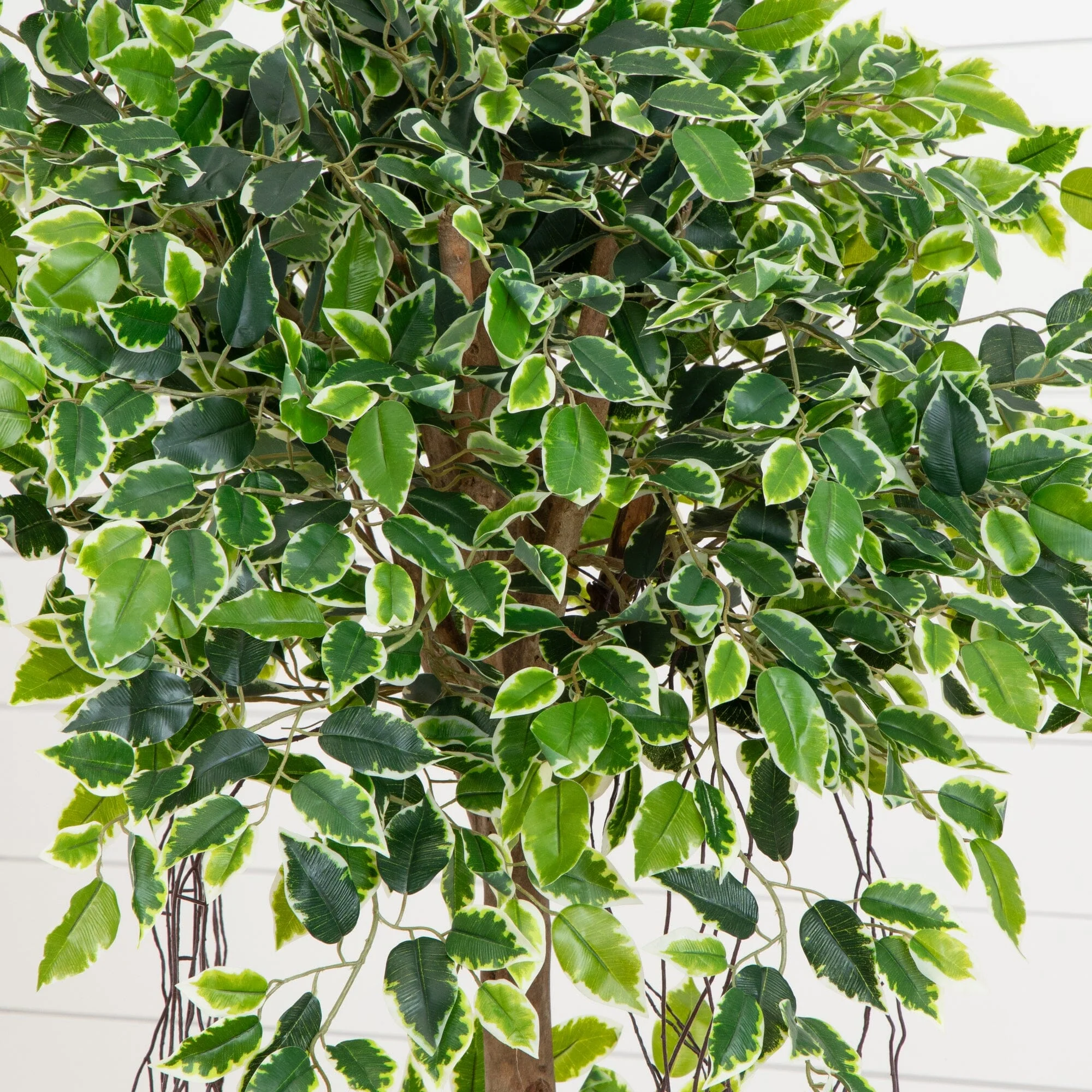 63” Elegant Ficus Artificial Tree in Sandstone Planter - Image 2