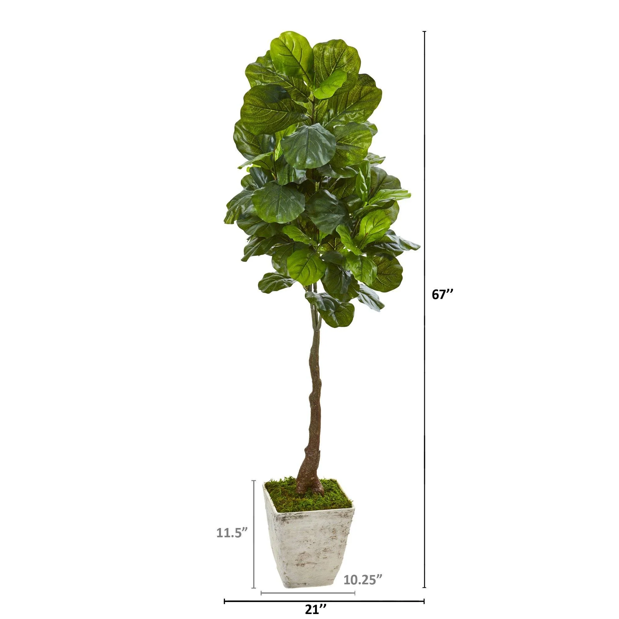 67” Fiddle Leaf Artificial Tree in Country White Planter (Real Touch) - Image 2