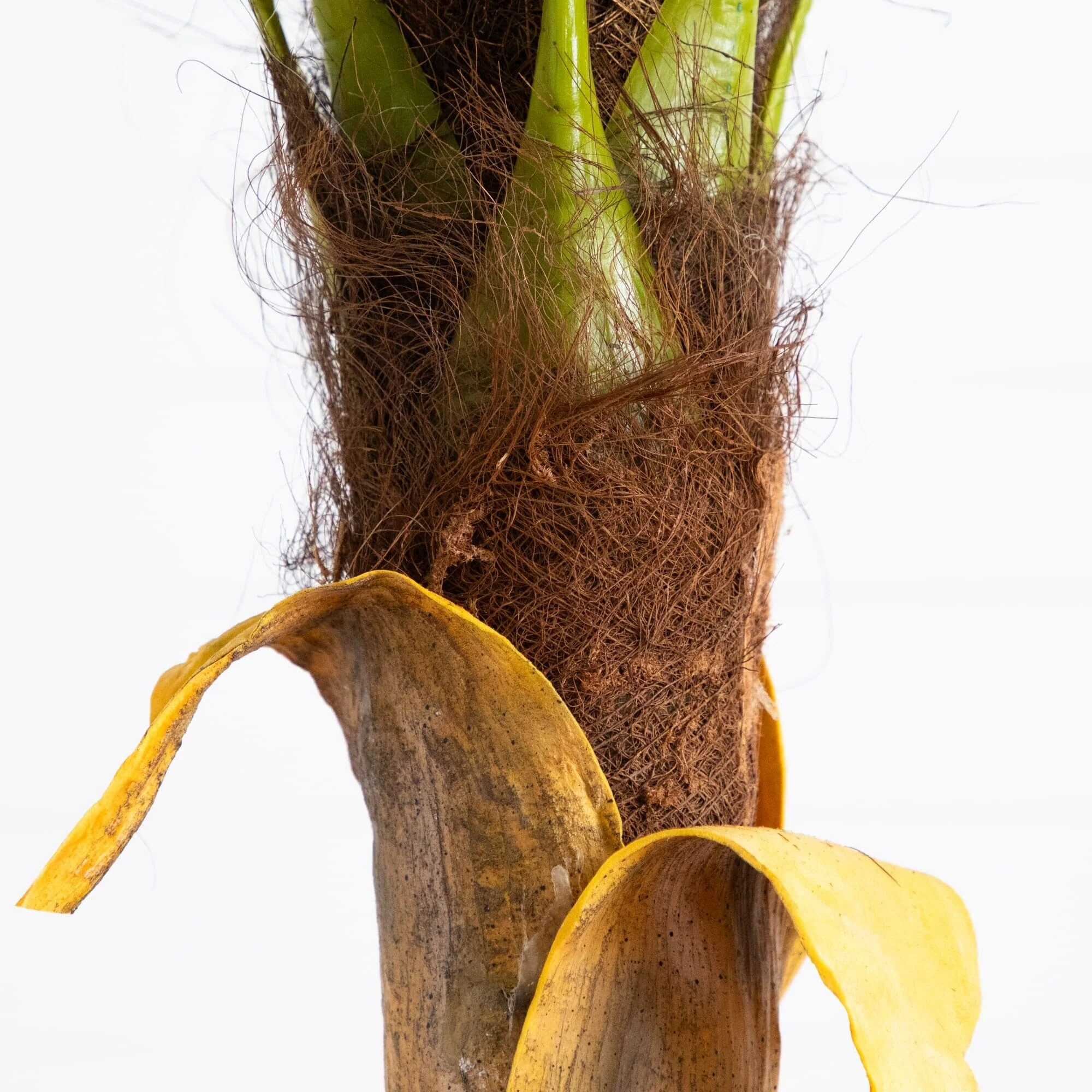7’ Artificial Coconut Palm Tree - Image 5