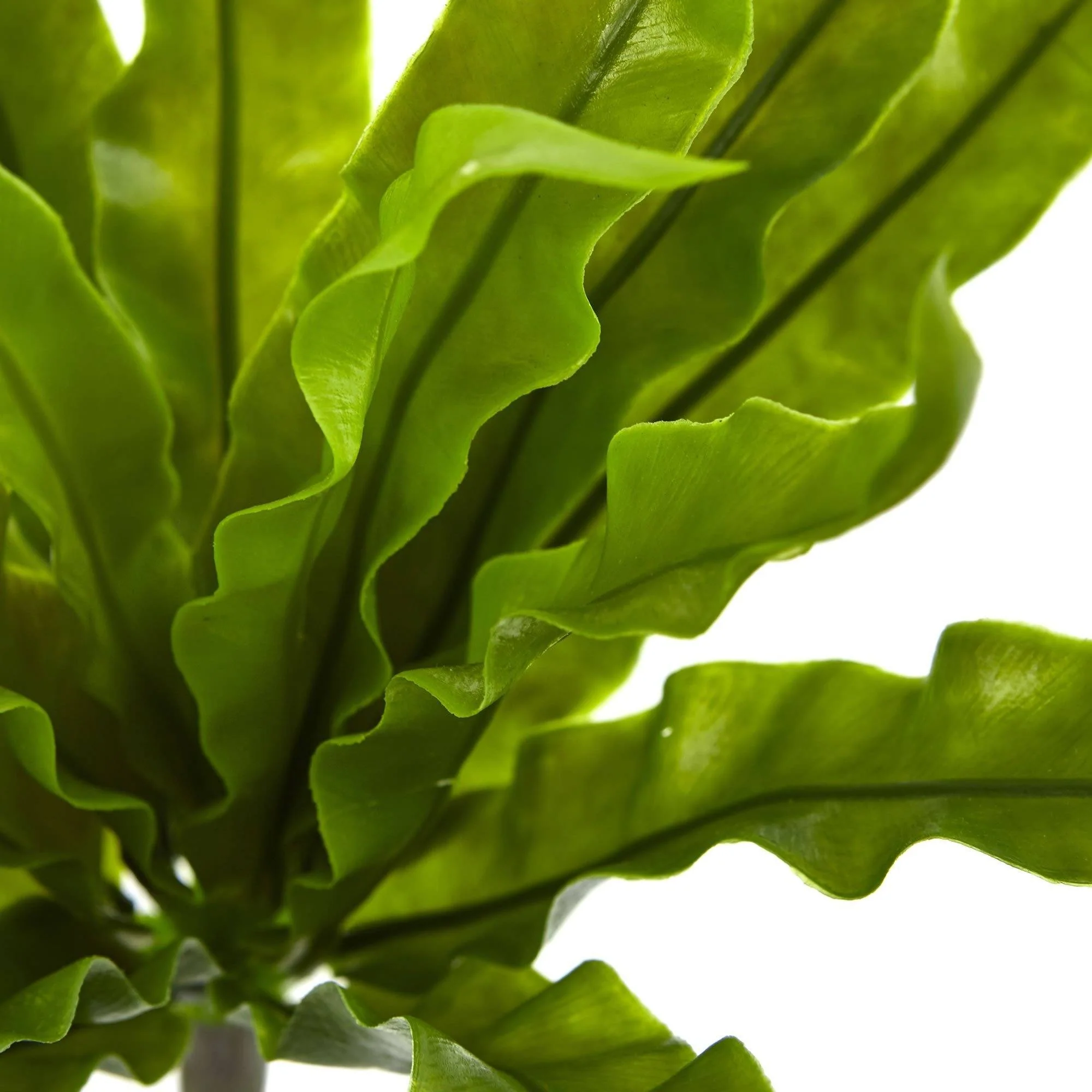 9” Birds Nest Fern Artificial Plant - Image 3
