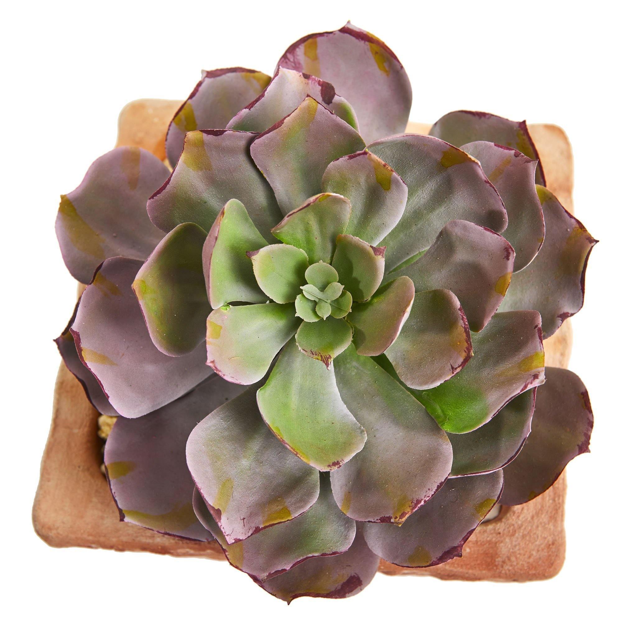 9” Succulent Artificial Plant in Terra Cotta Planter (Set of 2) - Image 5