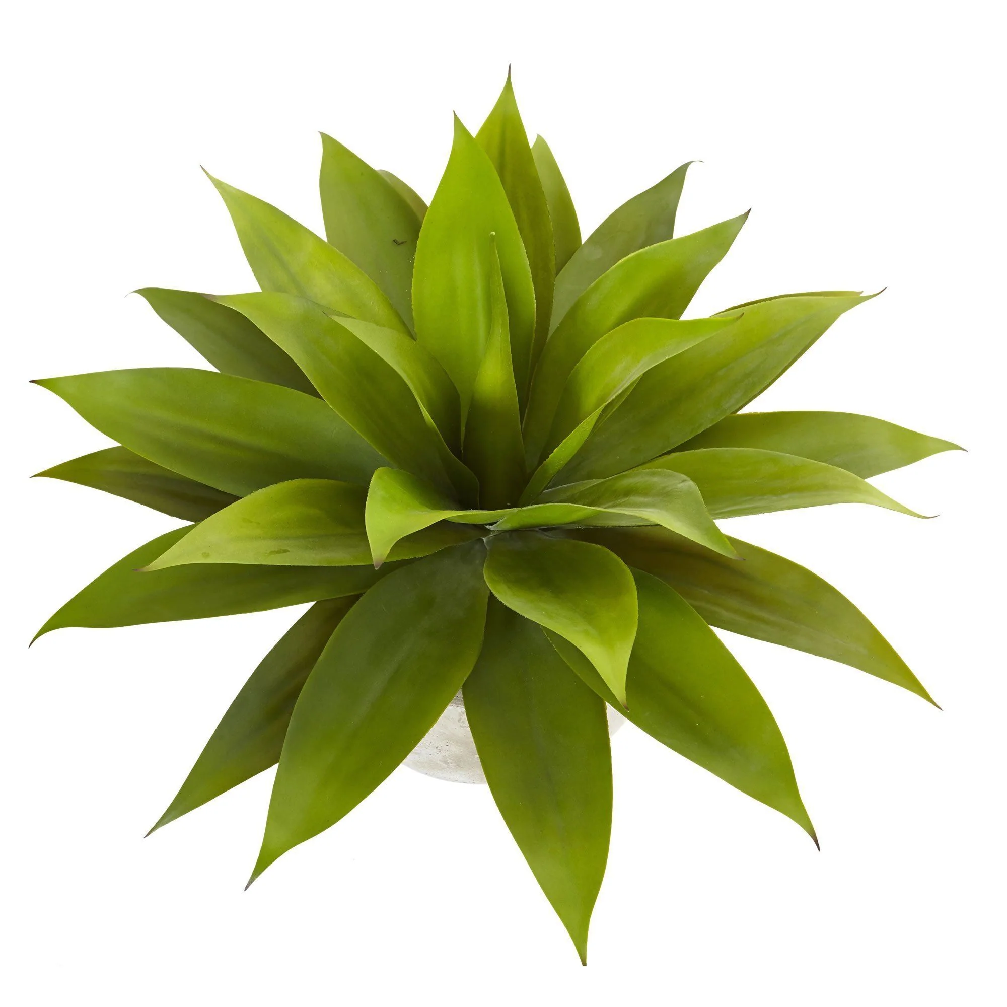 24" Agave in Sand Colored Bowl" - Image 3