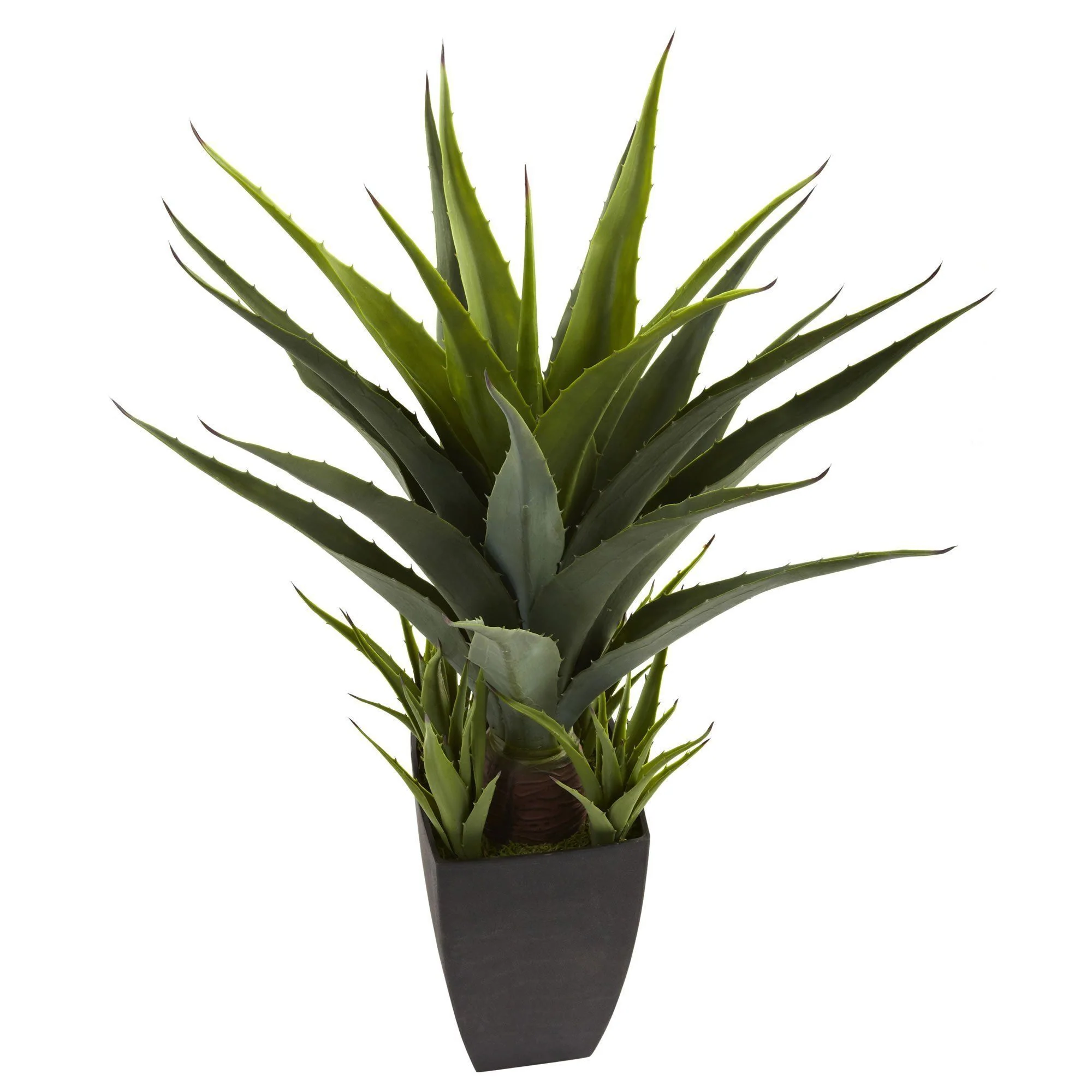 Agave w/Black Planter - Image 2