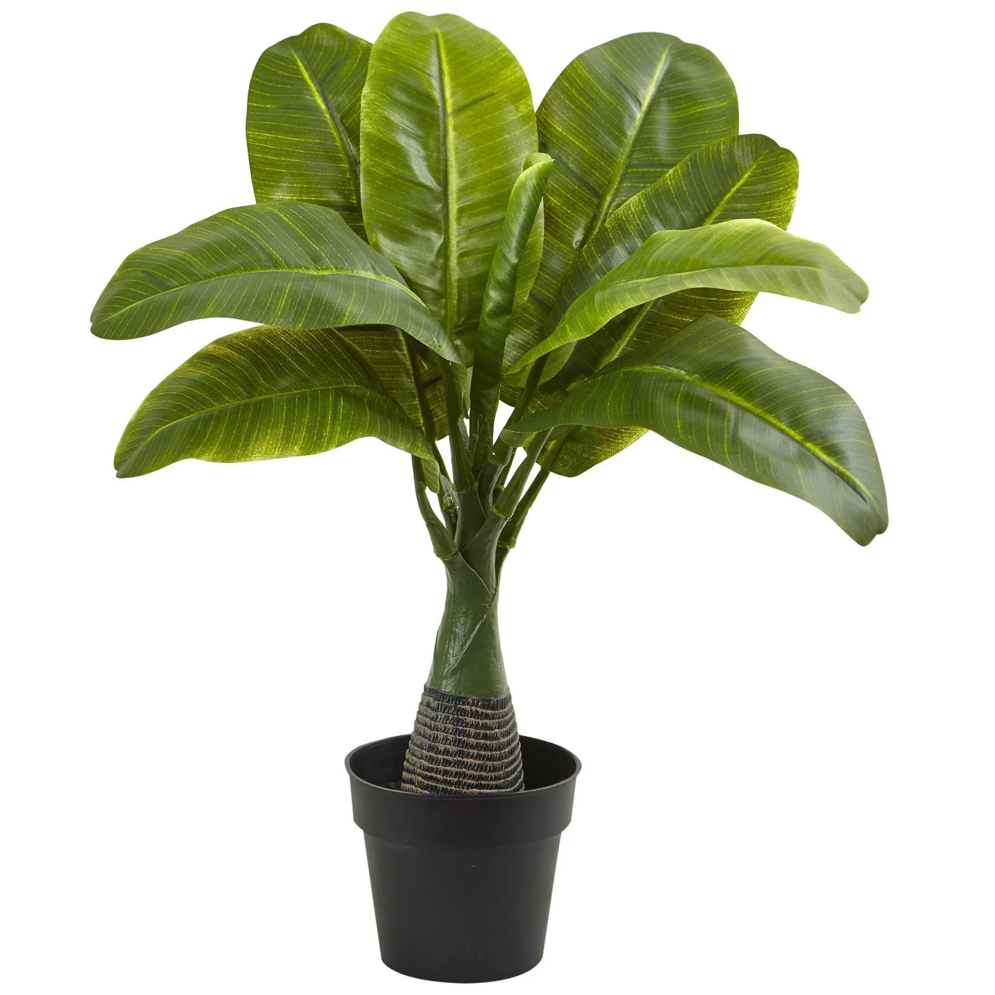 Areca, Fountain & Banana Palm (Set of 3) - Image 3