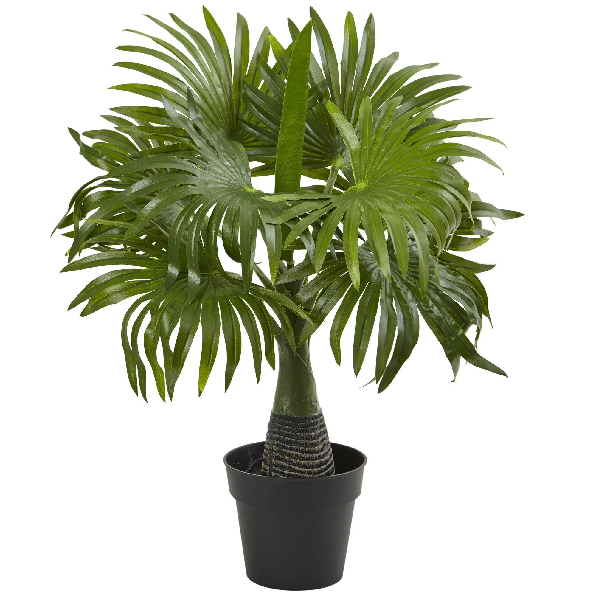 Areca, Fountain & Banana Palm (Set of 3) - Image 4