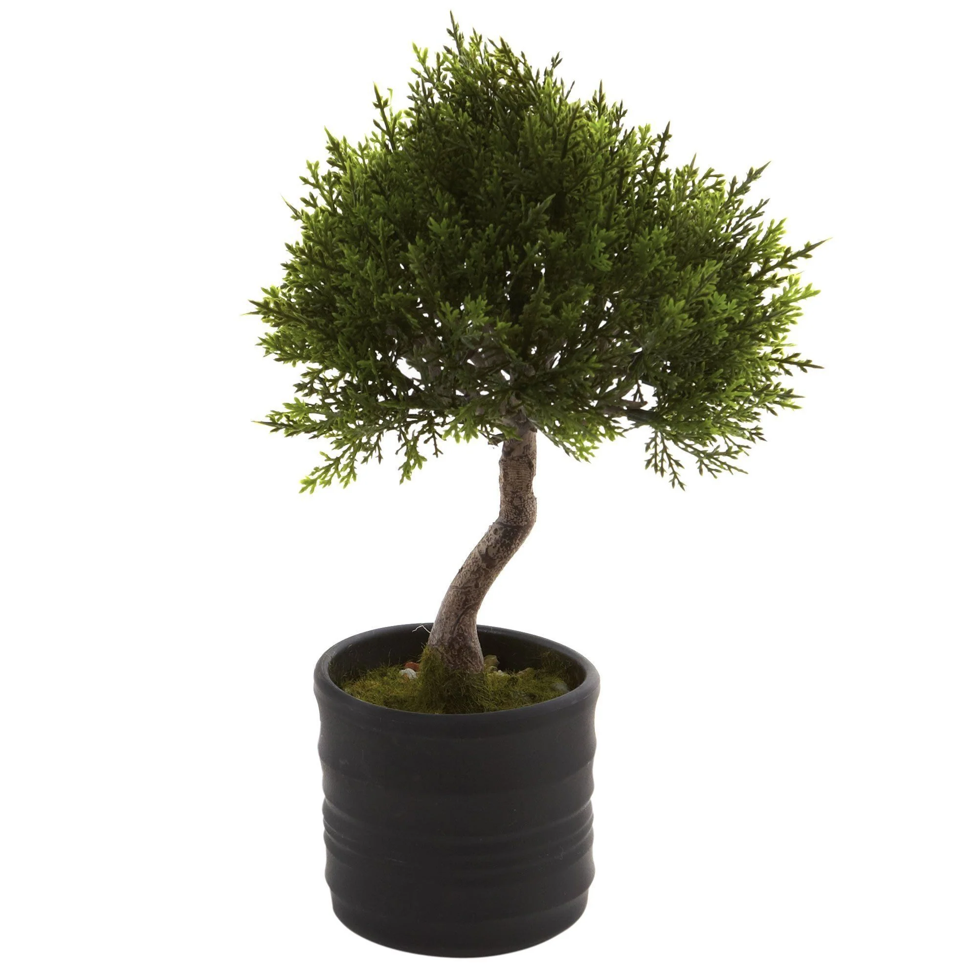 Cedar Bonsai w/Planter (Set of 2) - Image 2