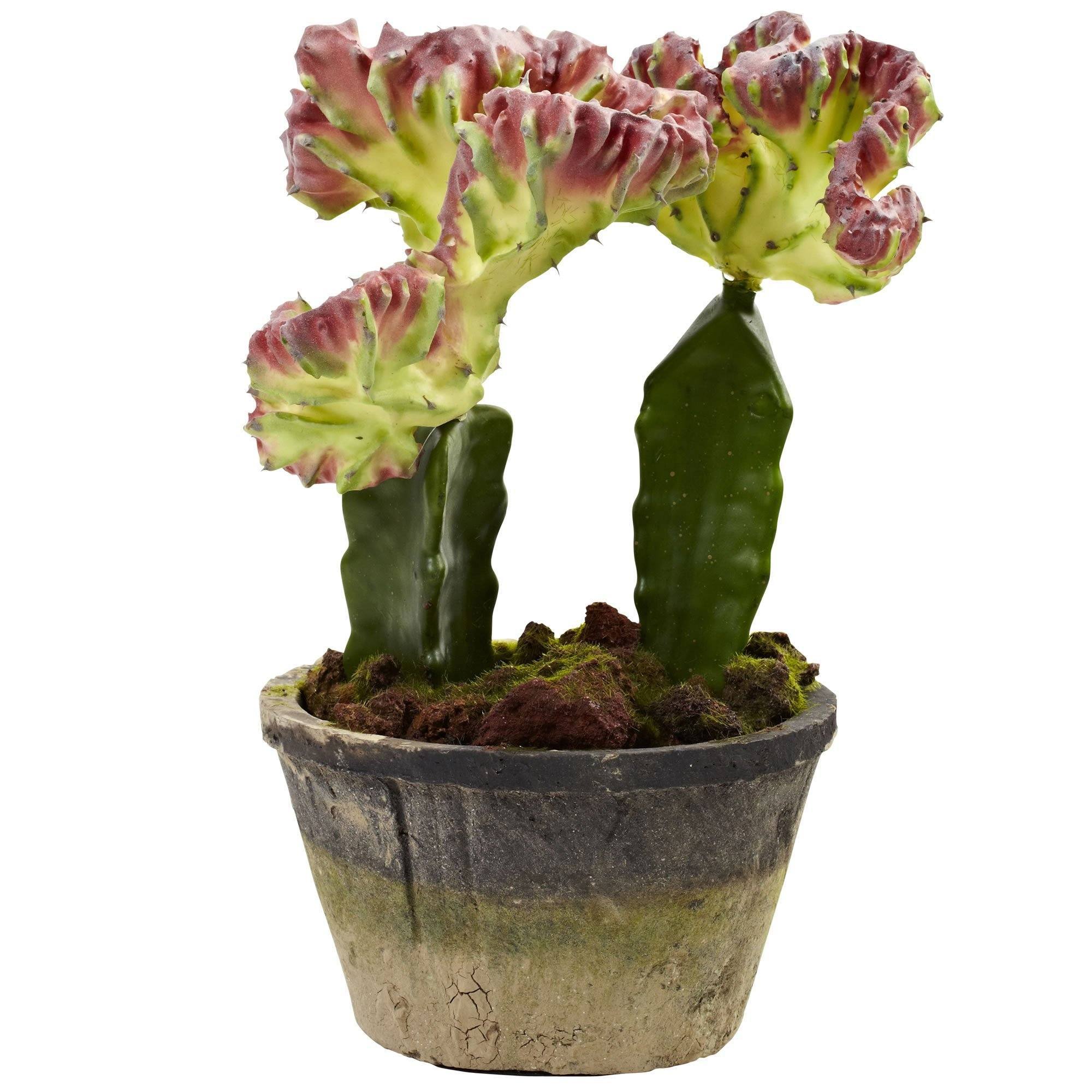 Colorful Cactus Gardens (Set of 2) - Image 3