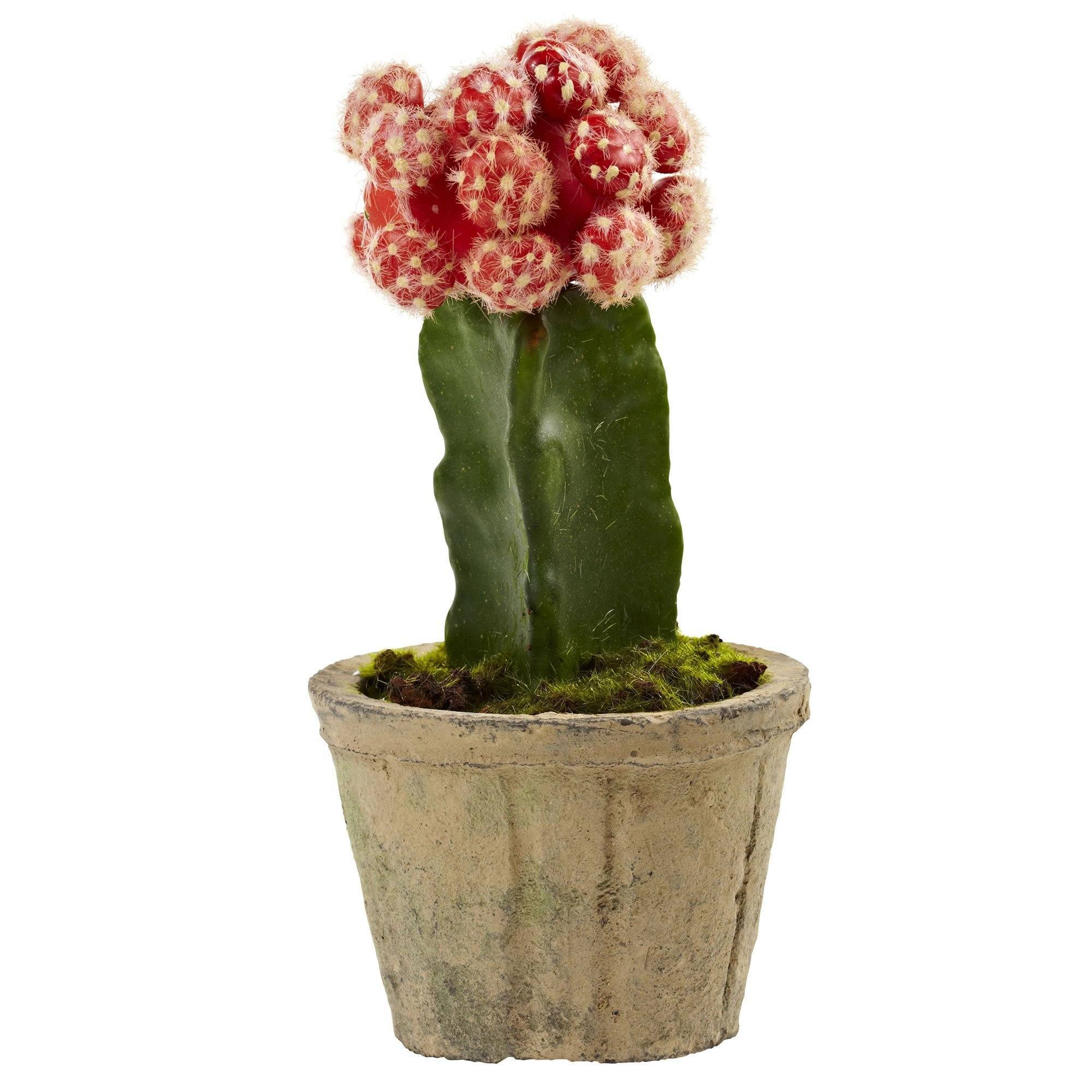 Colorful Cactus (Set of 3) - Image 4