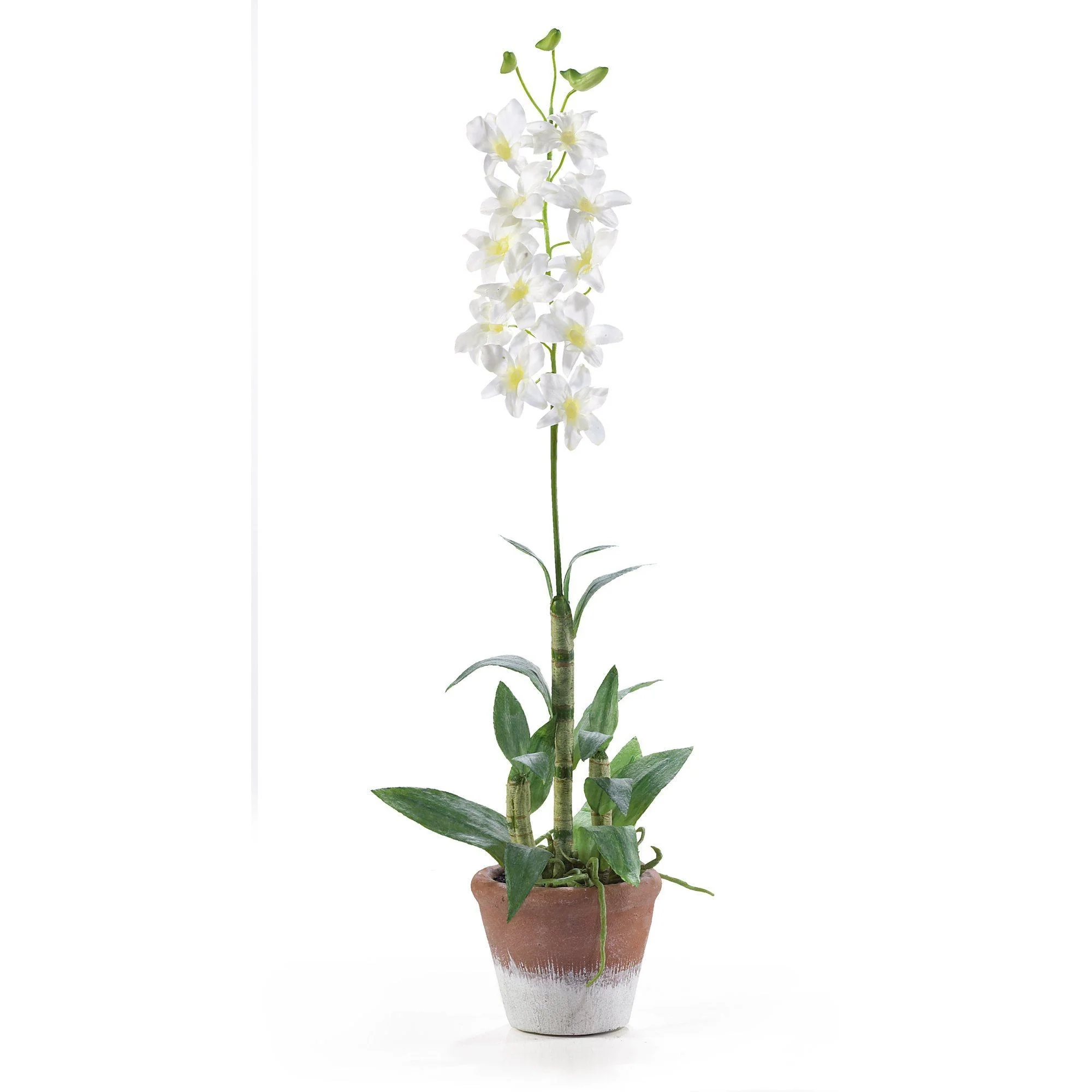 Dendrobium w/Wash Pot - Image 2