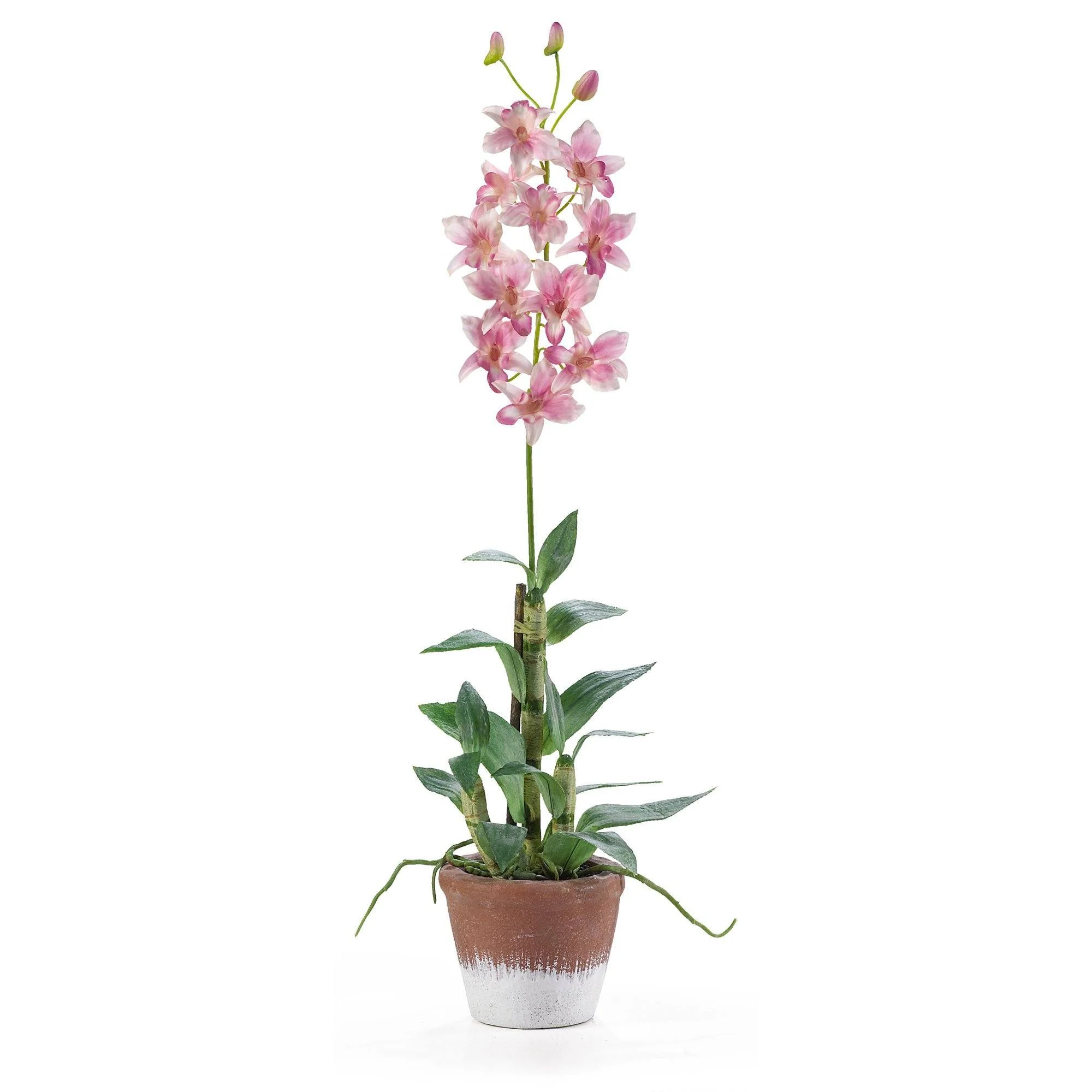 Dendrobium w/Wash Pot - Image 3