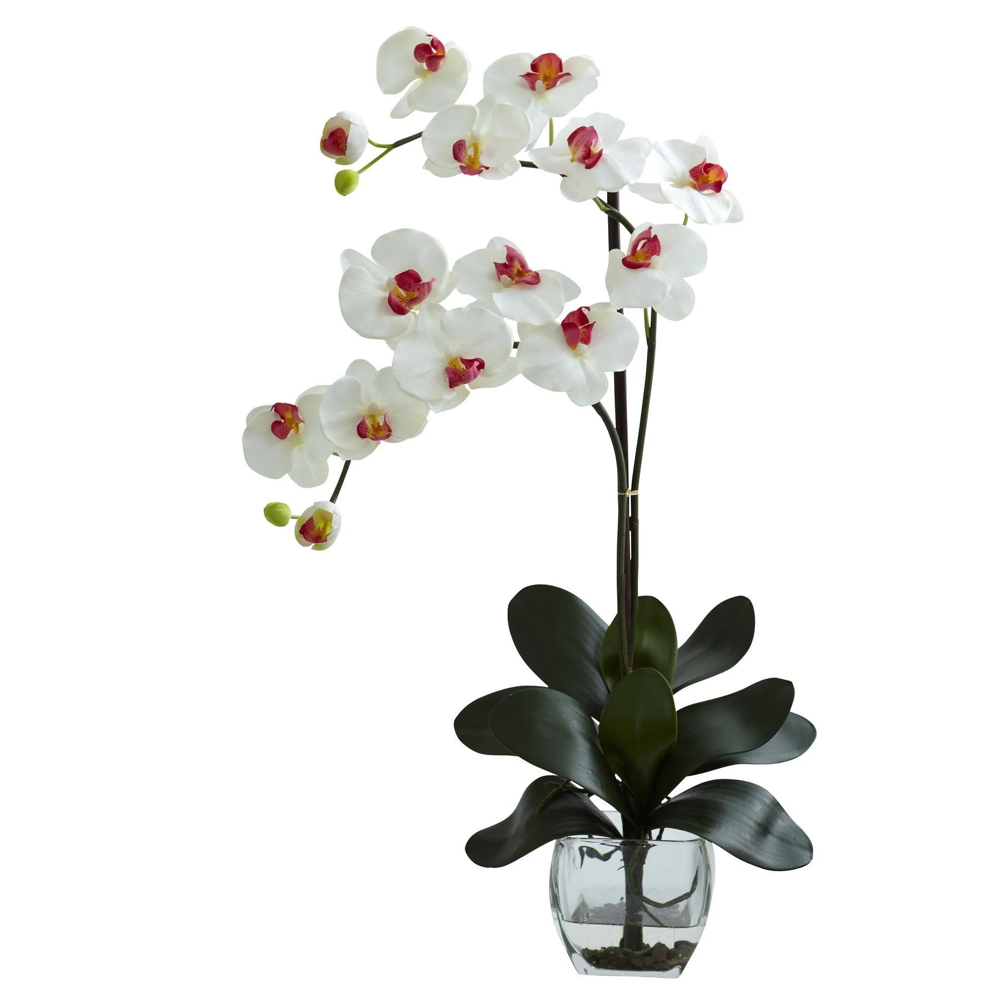 Double Phal Orchid w/Vase Arrangement - Image 7