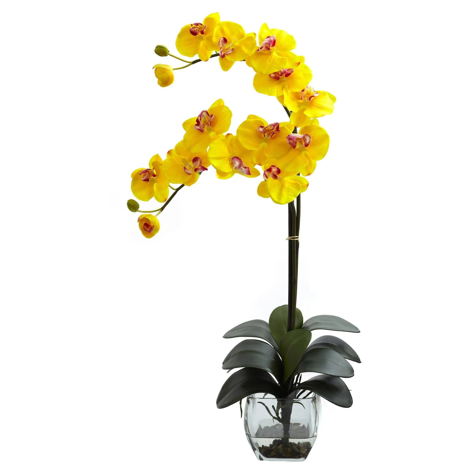 Double Phal Orchid w/Vase Arrangement - Image 8